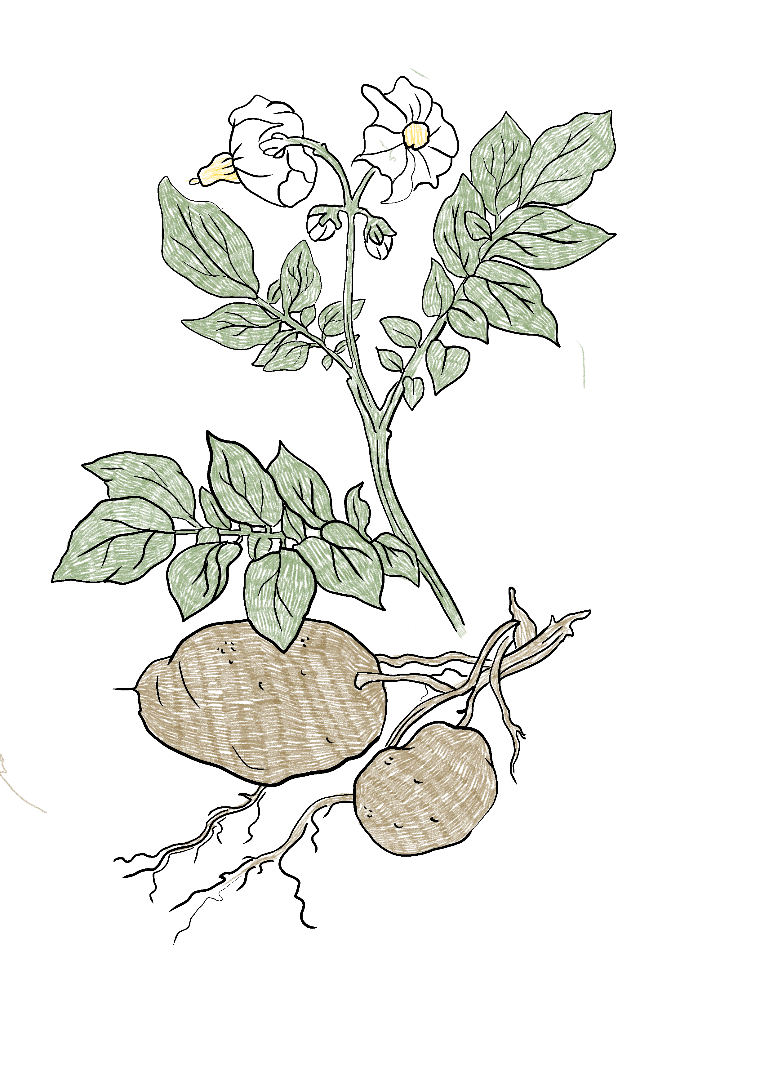 potet-png.png