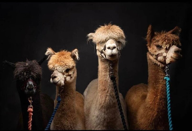 Just in case anyone is wondering where me and Jem are between 2pm-4pm at OurJays Festival Fun Day! Guess who&rsquo;s confirmed&hellip;.

The Alpaca Pals 🦙🦙🦙🙌🏼🙌🏼🙌🏼
These beauties will be available for cuddles and selfies 💙
Jamie would absolu