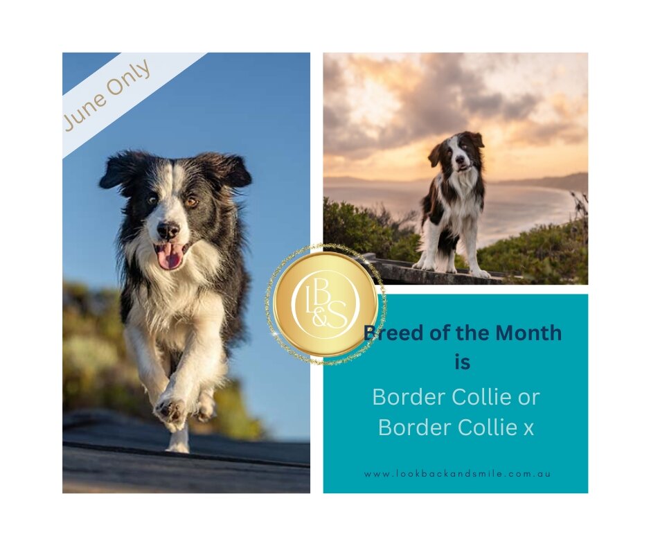June's Breed of the Month is Border Collie or BC x

Do you have a faithful and fun border collie or BCx you adore?

Do they simply enrich your life and you can't imagine life without them?

Sick of blurry images and not being able to capture their tr