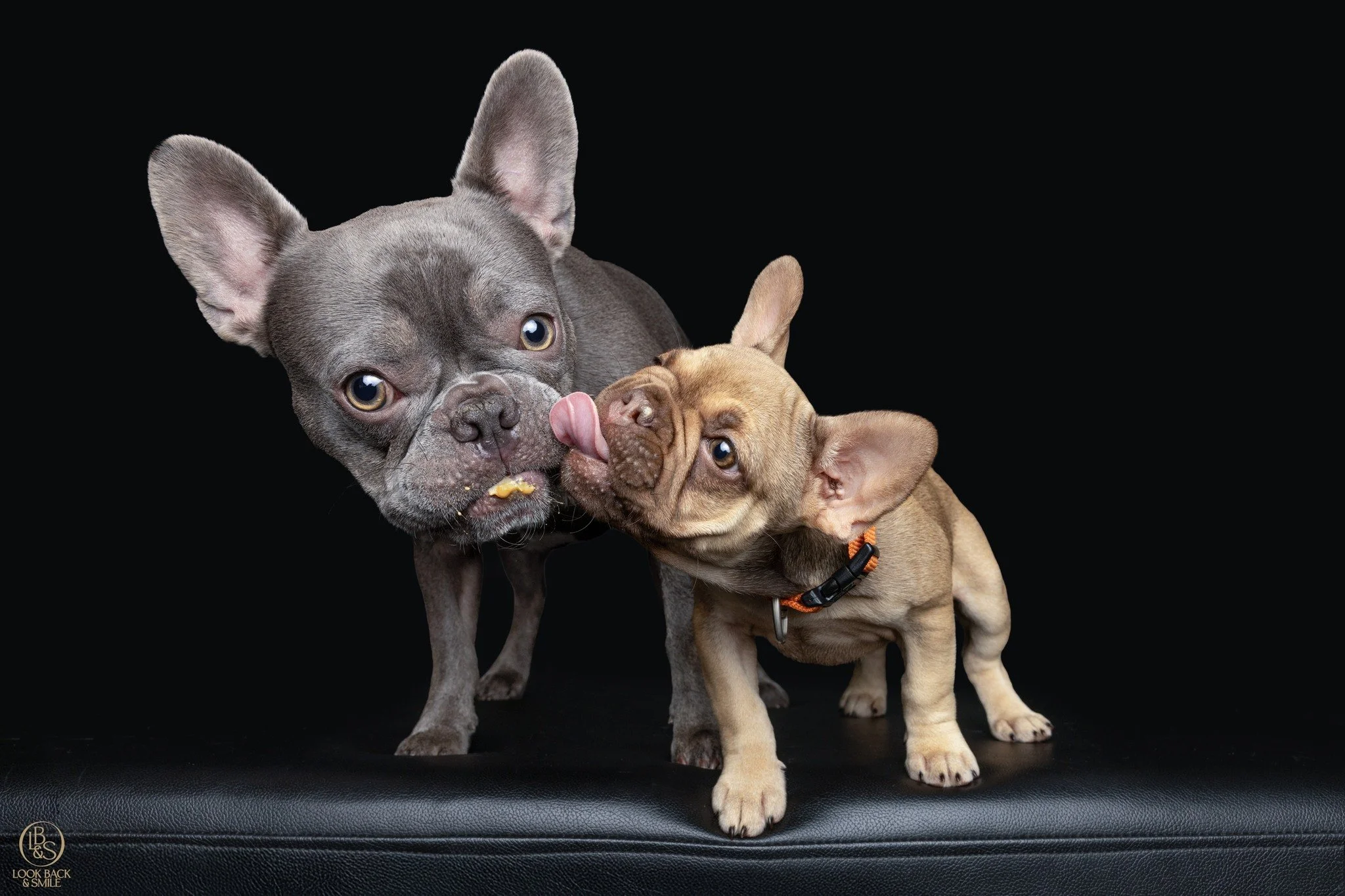 Poppy &amp; Coco 

Poppy has had a photo shoot with me already this year, but when new addition to the home, Coco came into the picture, I knew we just HAD to capture this baybee while she was still so young.  So I urged Jess to come in for a studio 