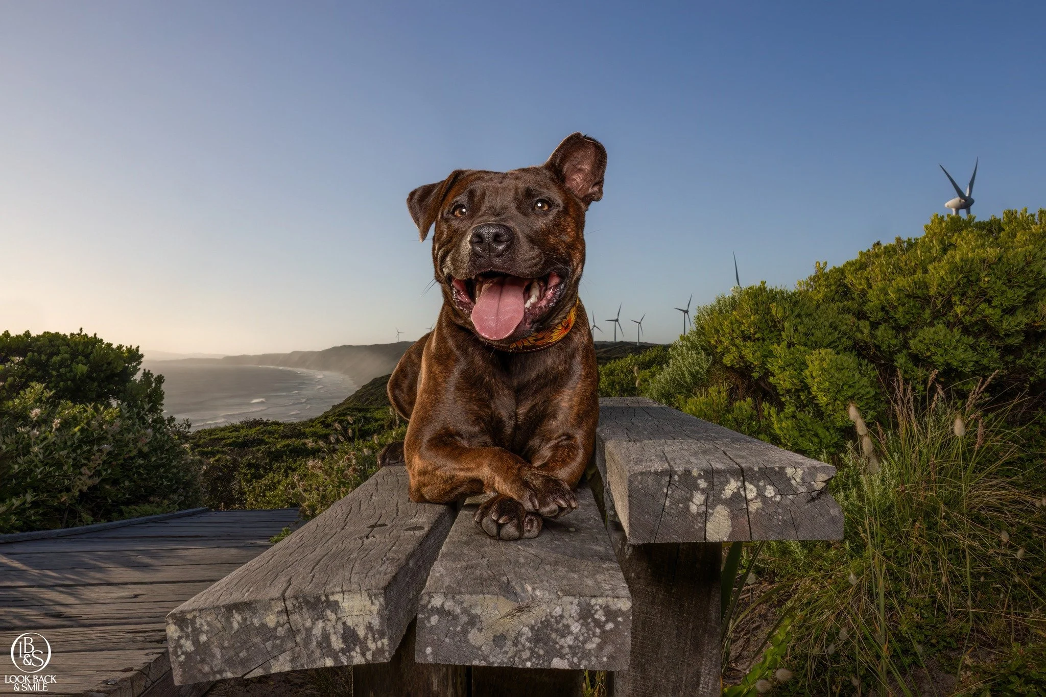 We love a bit of tongue out Tuesday - Where's yours?