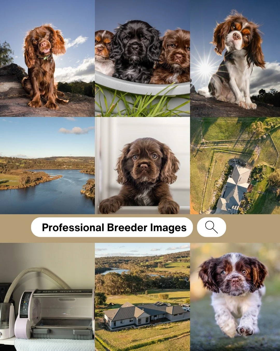 Are you a Breeder?

Do you breed your dogs with the utmost care and dedication? 

We know how powerful it can be to showcase your property, your carefully bred dogs and the enriching envrionment they come from through stunning imagery. 

Thoughtful, 