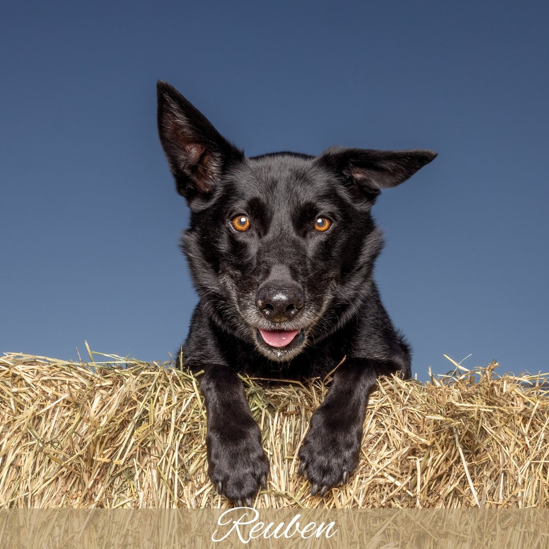 <3  Reuben <3

This sweet fellow is Reuben.  He's a 10 year old Australian Kelpie and he's not just a beautiful loved family member, he is useful on his pawrent's property for herding sheep. 

Reuben has a brand new, sweet new baby brother, Fly