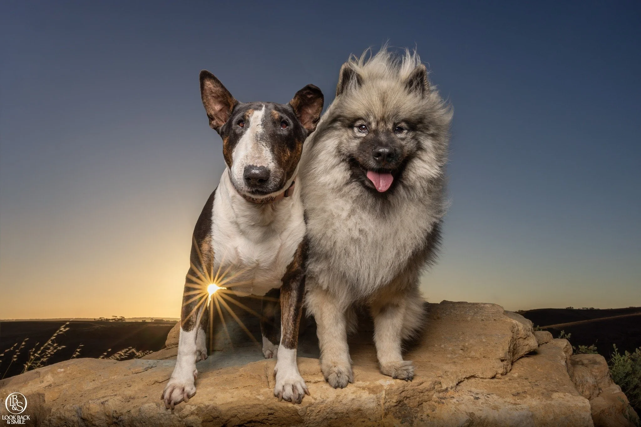 Wanda &amp; Banjo

While in SA, I took the opportunity to stay the night with my longest and closest friend.  I was also there to capture Cheryl's Sphynx Kitties.  However, I couldn't help but take these two sweet dogs out in the afternoon to snatch 