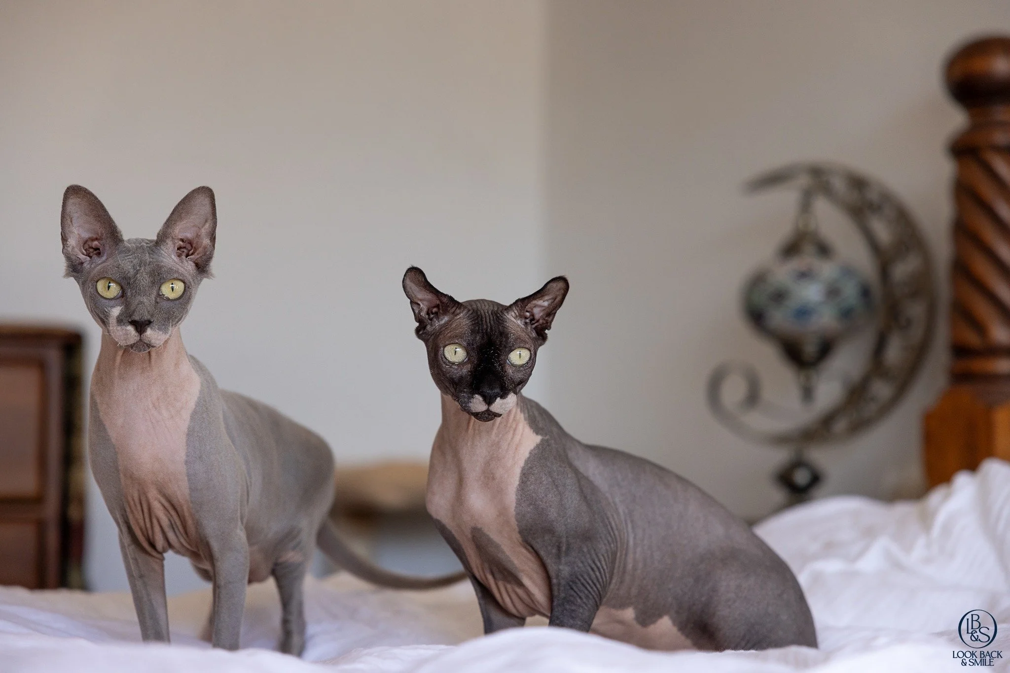 <3  Mork &amp; Mindy <3

It's not often you get to photograph Sphynx Kitties.  I love to photograph all dogs, cats and horses, but the rare breeds are pretty darn awesome to be around, I must say! 

These two sweet kitties are loved by my best 