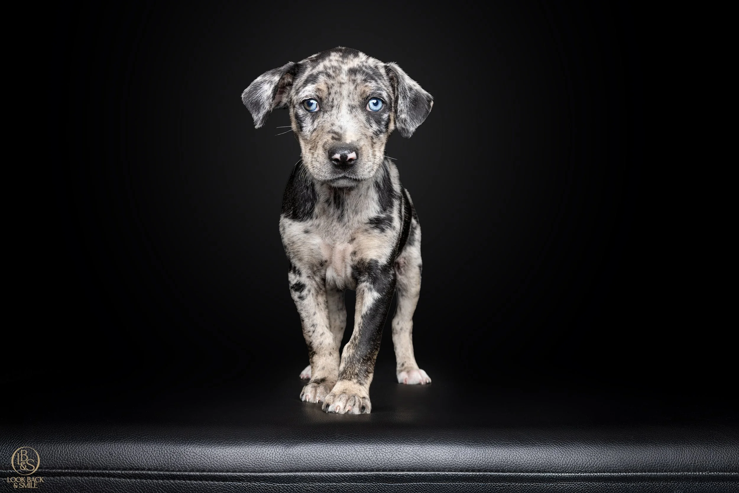 Photographing Dogs Through Every Life Stage