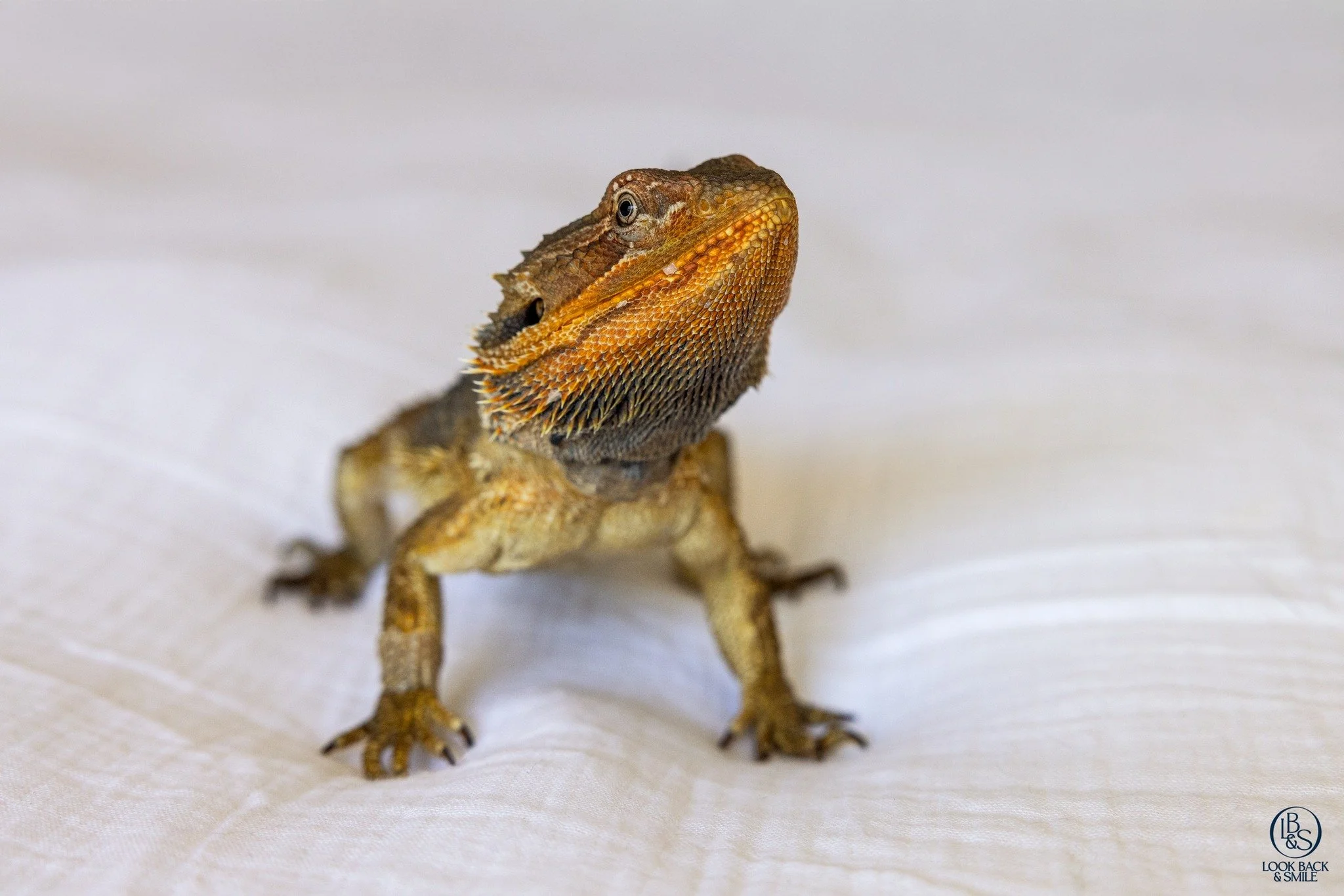 <3  Dude <3 

Meet Dude 🦎💛

This sweet bearded dragon "Dude" came into wildlife rescue with my friend Cheryl,  as a tiny baby at no more than 2 inches long!

Dude was discovered in the mouth of a Blue Heeler. Thankfully, the Mum res