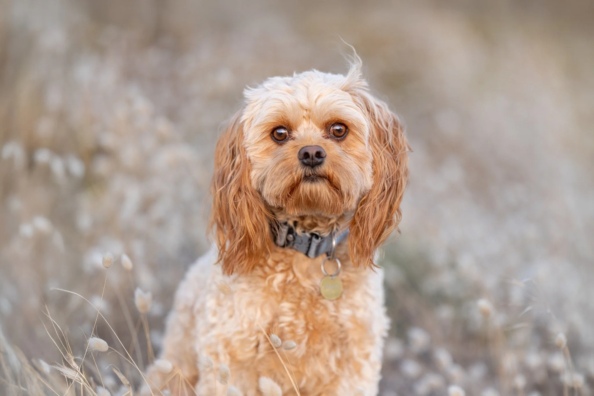 Check your e-mails

If you voted for a pet in our Pet of the Year 2025 promotion, please check your emails! (including your junk or spam mail).

You may have a runner-up prize and we would love to photograph your pet. <3 

If you didn't get an ema