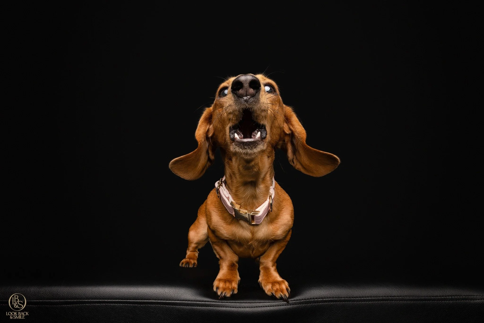 List of Demands.....

What are some of the strange or quirky things you would have to detail for a pet sitter to care for your dog?