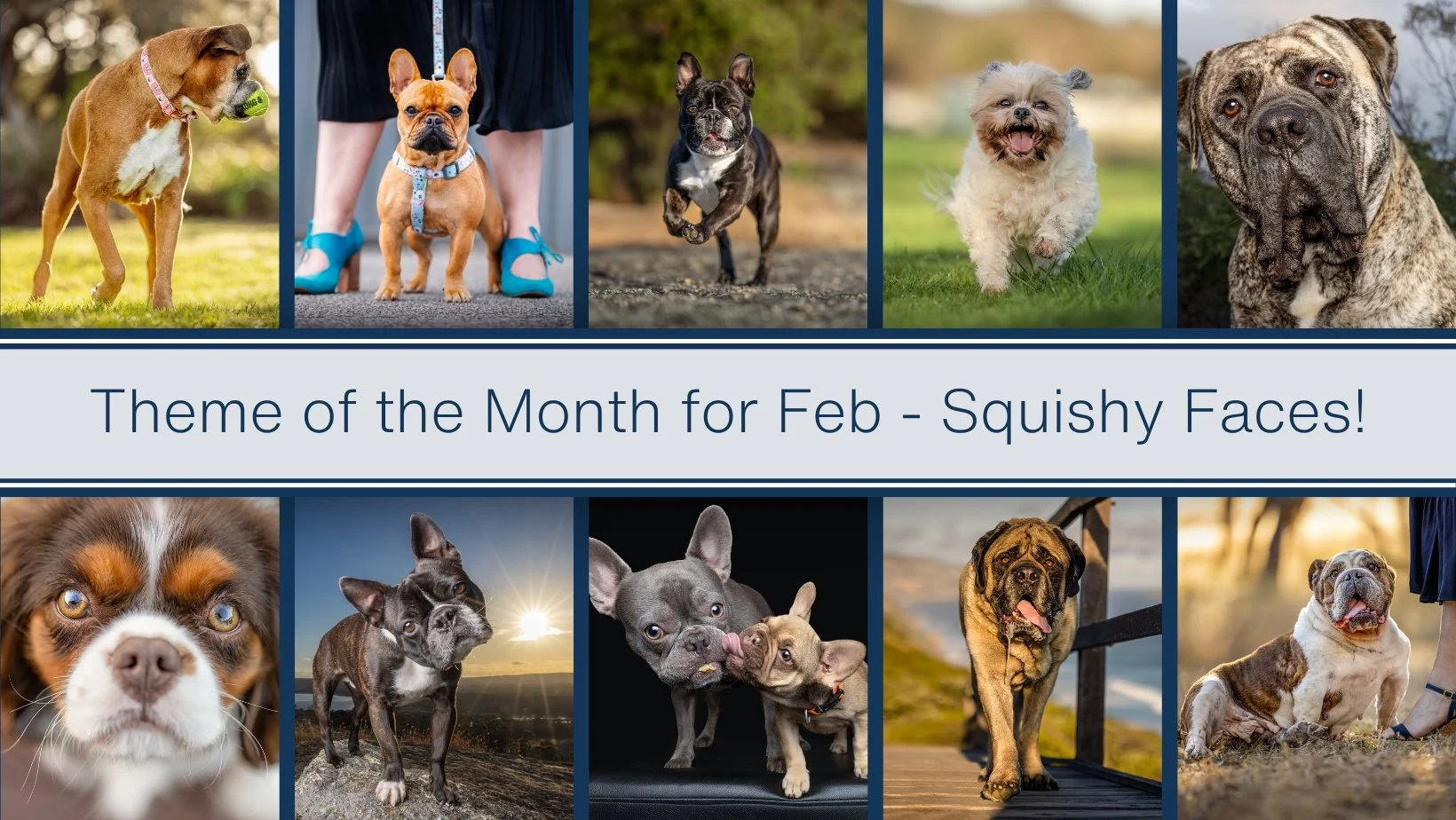 Happy Australia Day!!

Today we're letting the cat out the bag about Theme of the Month for Feb a bit early!

I'm almost bursting with excitement for this one, because bracycefallic - or otherwise known as short faced dogs are my favourites. 

Sooooo