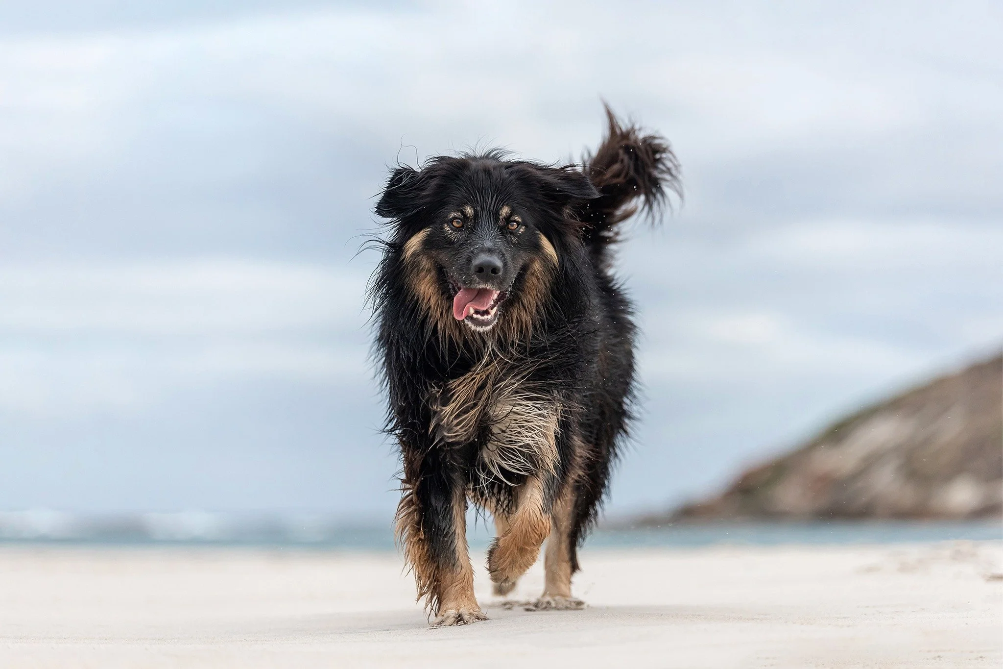 We deliver artwork.  Not just digital files.

Our clients choose our full-service pet photography for a few simple reasons.

We don&rsquo;t just provide a beautiful experience; we create stunning artwork of your best friend that will be treasured for