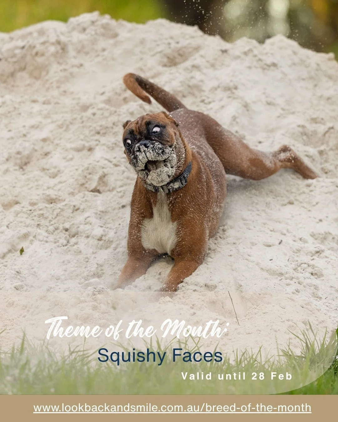 Oh We're Pretty Excited!

I simply ADORE brachycephalic dog breeds! (Squishy faced dogs)

I can't ever get enough of them.  So I'm HUGELY excited to announce they will be this month's THEME of the Month. 

Got a much loved Squishy Face?  Want to crea