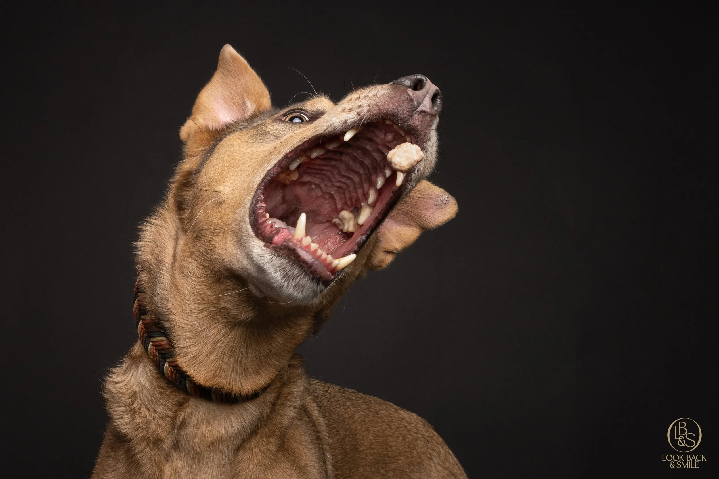 But My Dog’s Not a Foodie!