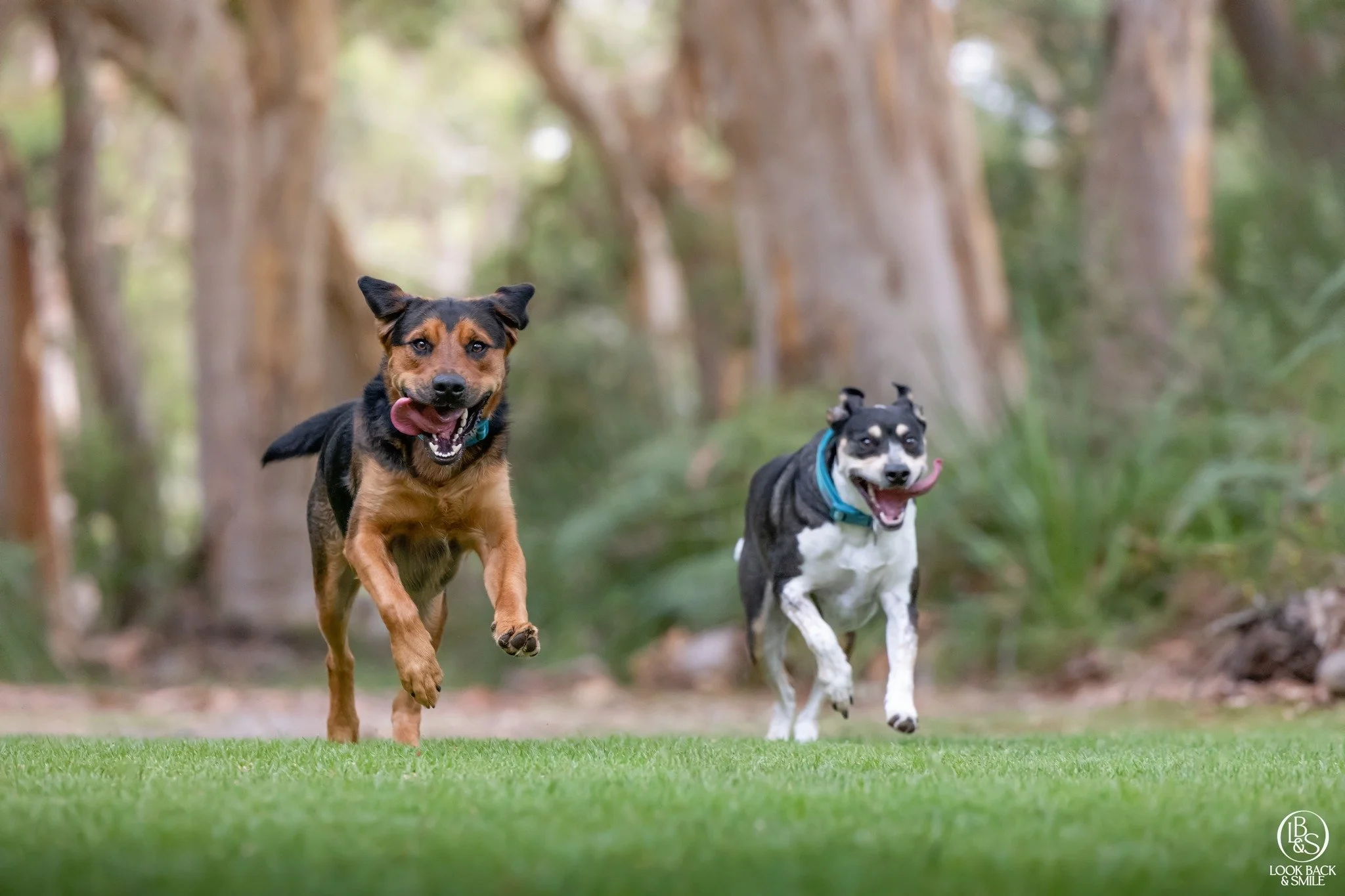 Ragnar&ouml;k and Nero

These two boys were full of energy and play at our shoot on Monday evening.  Nero is a little nervous of people, so we thought the best location for his shoot would be picturesque and peaceful, Limeburner's Grove. 

After winn