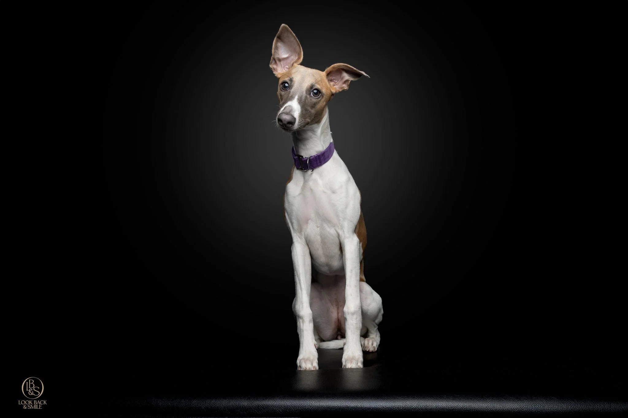 Breed Feature - Whippet

These extremely elegant dogs are gentle, affectionate and although they love a good sprint, they will enjoy long periods of lounging on the couch. 

These affectionate dogs are deeply bonded to their owners and often are term