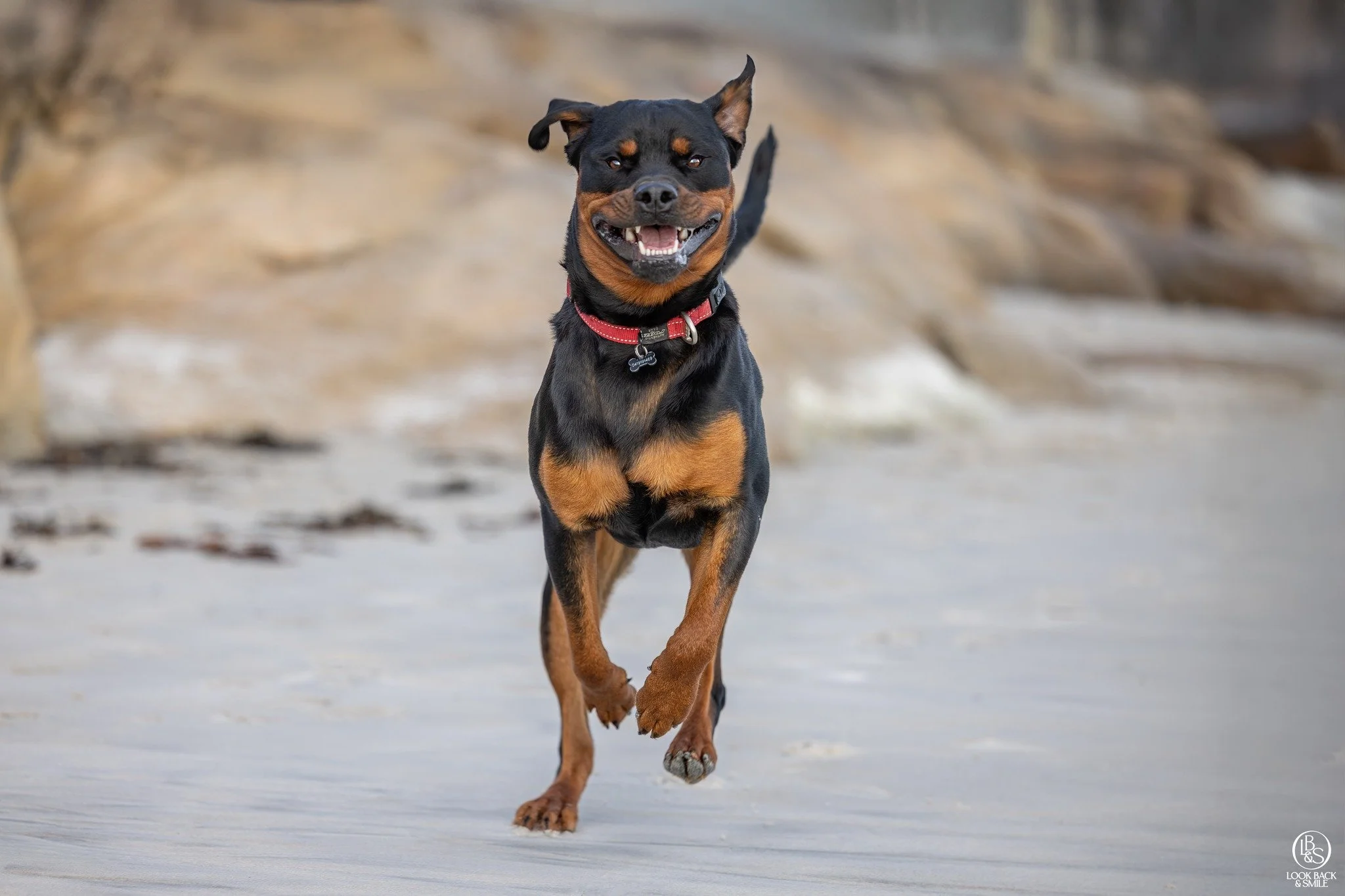 Recall 

That Life-Saving skill every dog should be a master of.

If your dog is NOT and let's face it - not many dogs are not, then get yourself signed up for the 2 day Workshop -  Really Reliable Recall with Frances from Follow My Lead. 

This is o