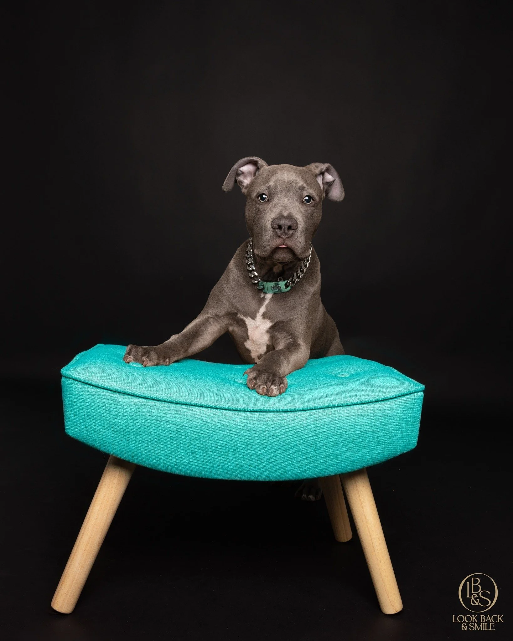 14 Week Old baby Bluey

This ever so sweet baby boy came bounding into our Studio last week with his skin sister and his pawrents. 

He will soon become a brother again as his pawrents are expecting a baby in the next month or so! 

Bluey is the swee