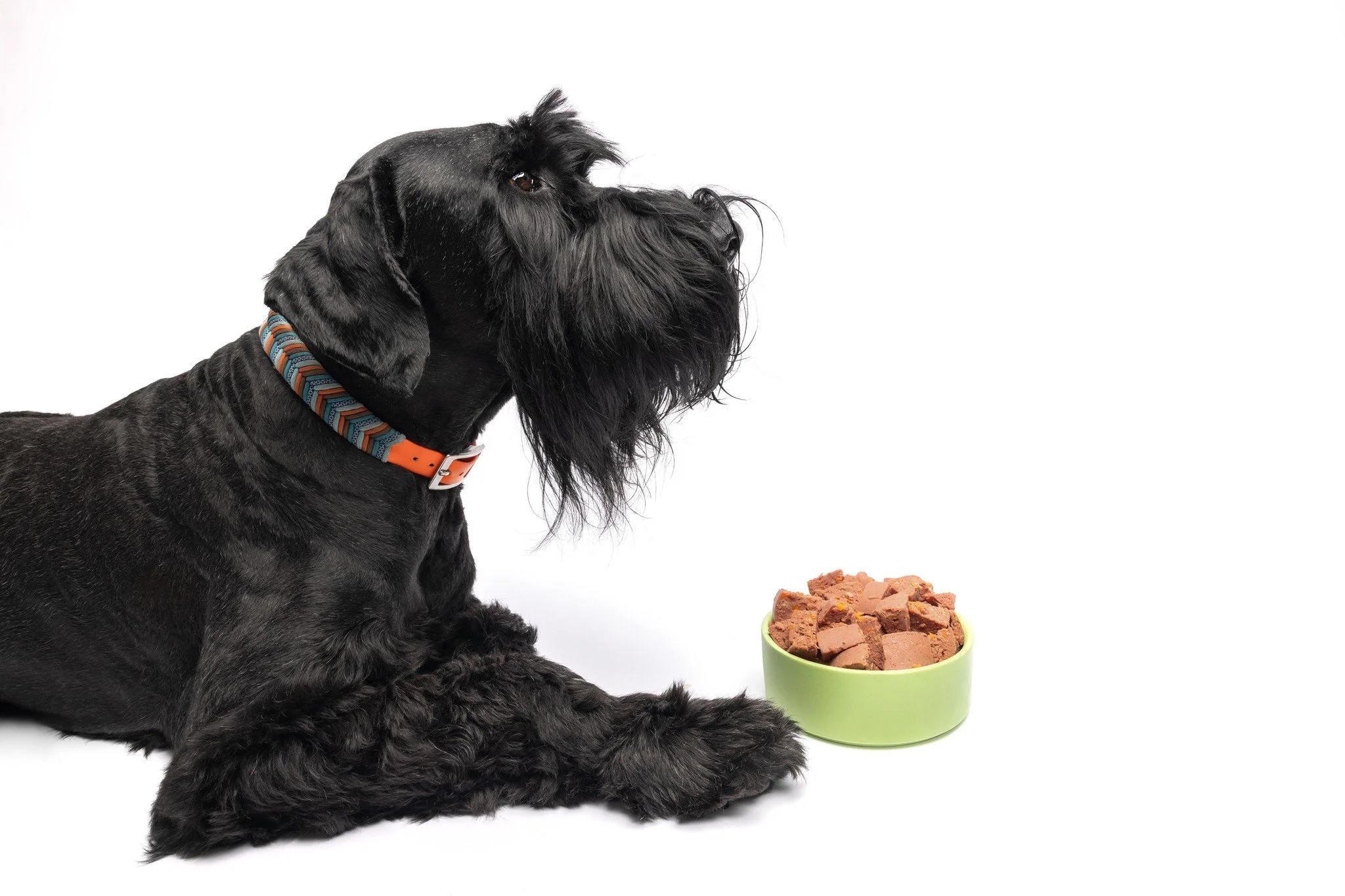 Increasing the Value of Food - Tip 1

&ldquo;But my dog&rsquo;s not food motivated&hellip;&rdquo;

Here&rsquo;s something to consider.  If food is available all day, every day, it doesn&rsquo;t mean much.

When dogs can graze from a bowl whenever the
