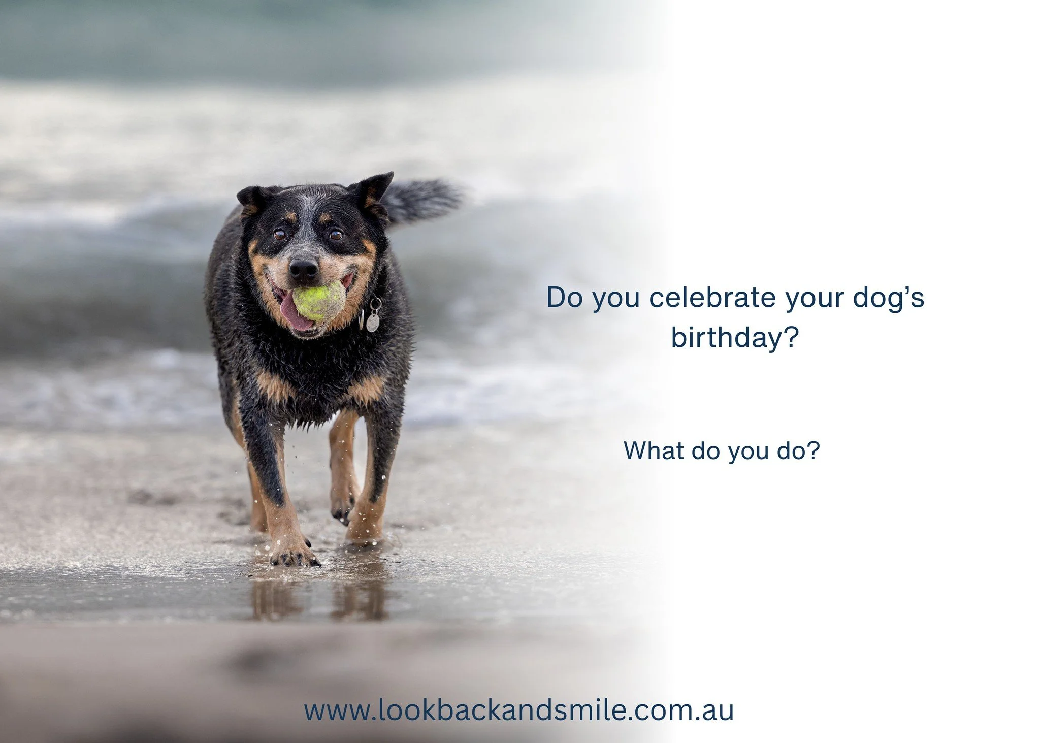 How do you celebrate your dog's birthday?  What are some of the things you do?