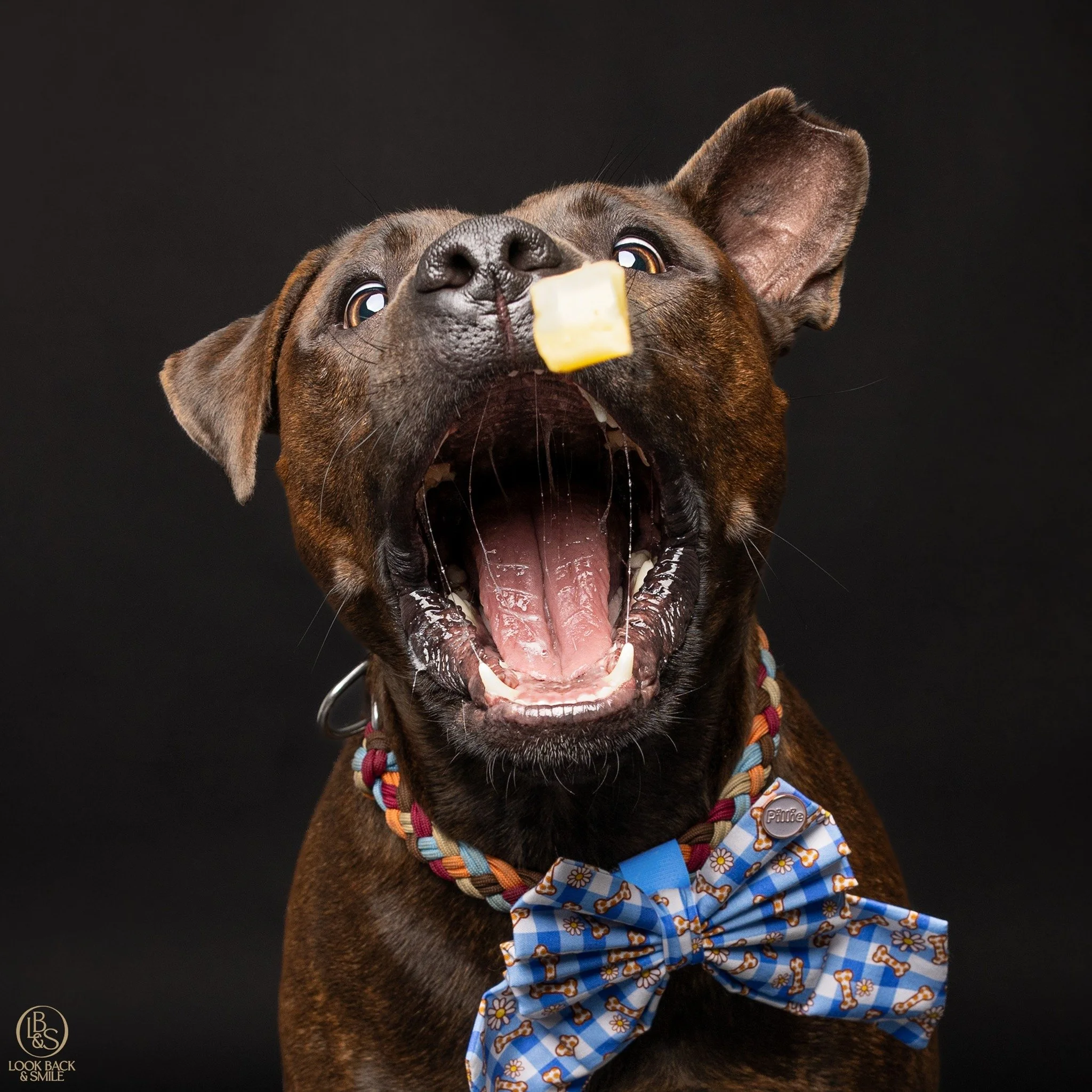 Cindy in Studio! <3  Pet of the Year 2025 Winner!

Cindy came in for her Studio session on Saturday and did NOT disappoint!

Honestly, i proper struggled with what image to share with you all because there are SO MANY hilarious and gorgeous images