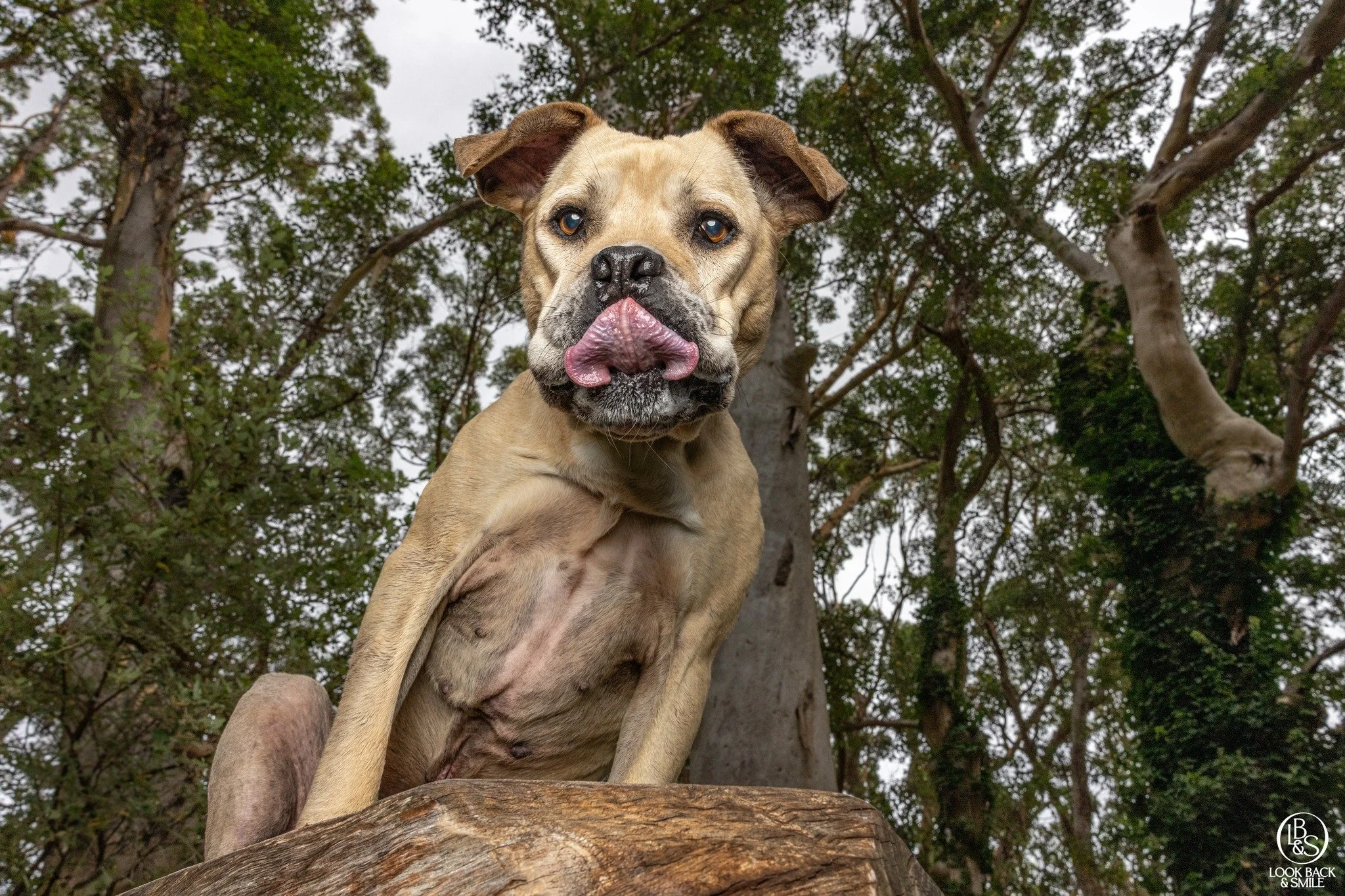 Tongue Out Tuesday 😛 

I hope this one makes you smile. 

This is the very handsome Reuben, captured at Limeburner&rsquo;s Grove recently. Peanut butter really does give us the best expressions, especially when there&rsquo;s a gloriously squishy fac