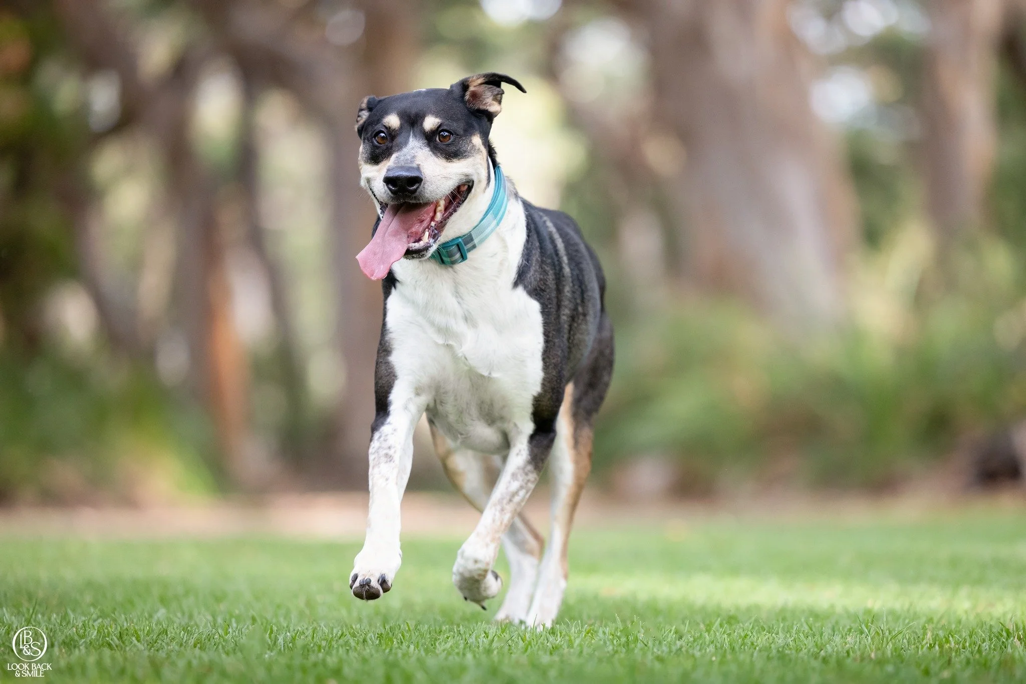 Is your dog nervous with new people?

Are you holding off booking a shoot with us because you think we won't get any good images of your nervous or reactive dog? 

Did you know that I photograph many dogs who are anxious or scared and even sometimes 