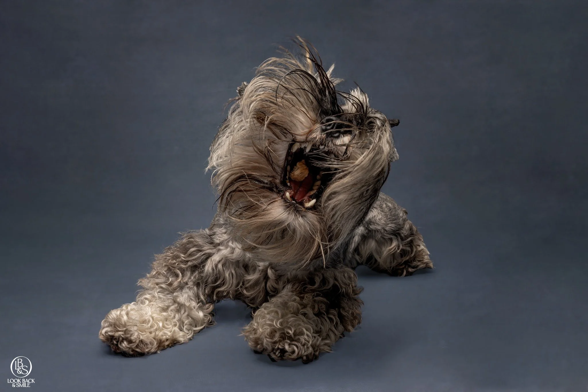 Ditch the Bowl (Sometimes) - Tip 2 of Increasing the Value of Food

Food doesn&rsquo;t have to live in a bowl.

Your dog&rsquo;s main meals can be used to reinforce calm, beautiful behaviours at home.  Like settling on a bed, staying close, or choosi