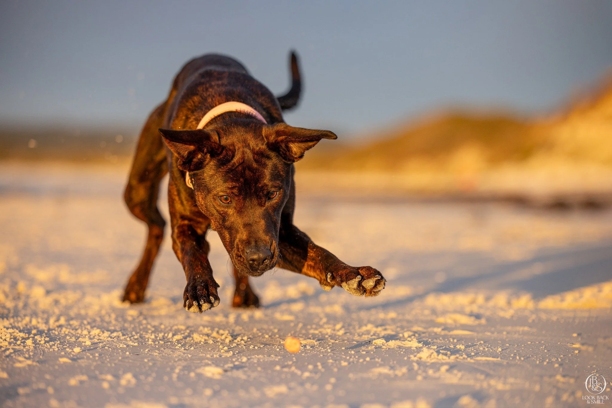 🎉Jackpot Rewards - Tip 3 for Increasing the Value of Food

Let&rsquo;s talk about jackpot rewards.

These are for the moments that really matter.

🎈  A huge recall.
🎈  A breakthrough behaviour.
🎈  Choosing you over a big distraction.

A jackpot i