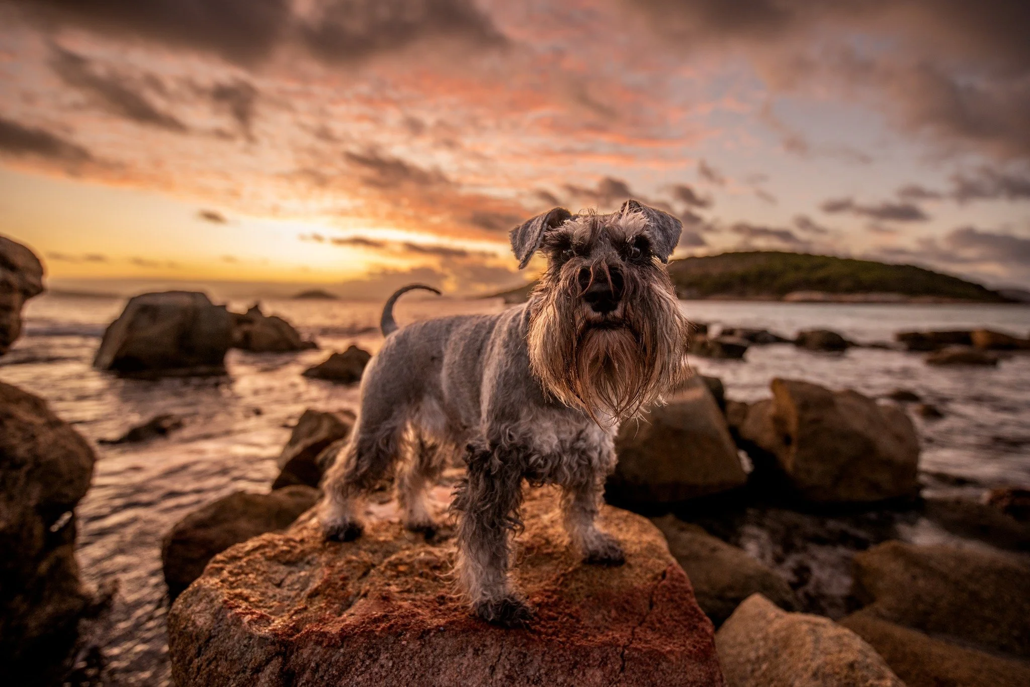 Is your dog a morning person? 

Show us your morning doggos. <3