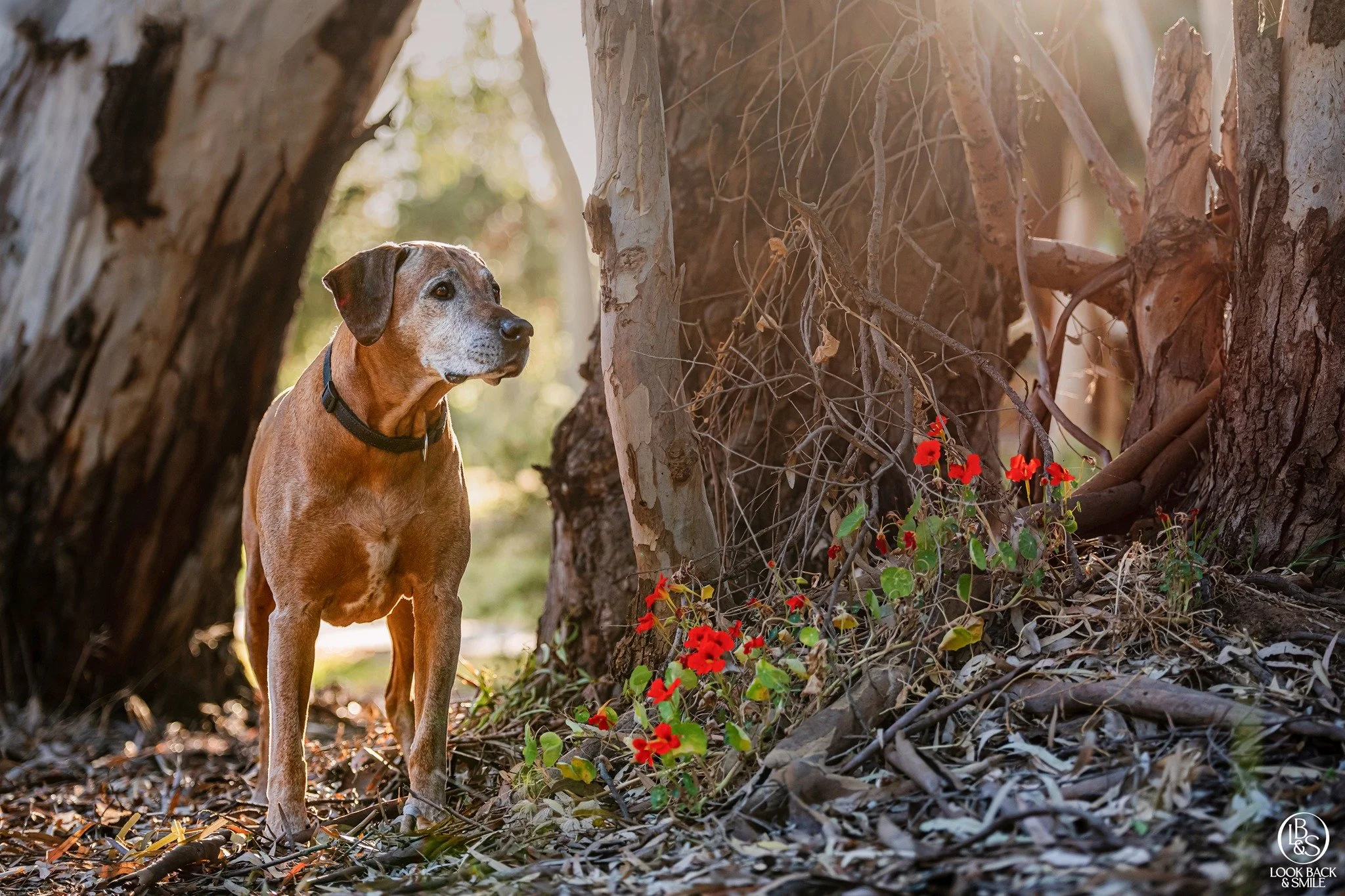 Sugar Faces

Why do old dogs have white faces?  Because their colour has been kissed off.

So true with Gatto here.  He was so cherished and so loved. <3  xx