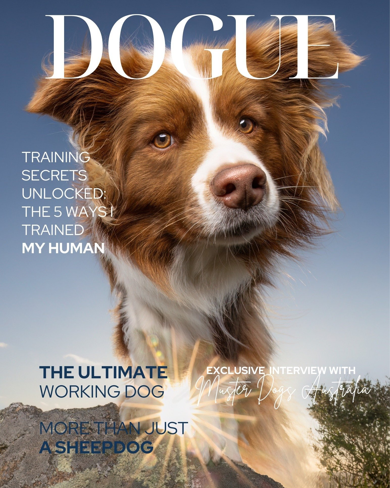 Breed of the Month - Border Collie <3 

Whooops, we're into the 4th day of March and I forgot breed of the month! 

This month will be VERY popular considering where we live! 

If you have a stunning, smart, sassy, Border Collie or Border Collie x