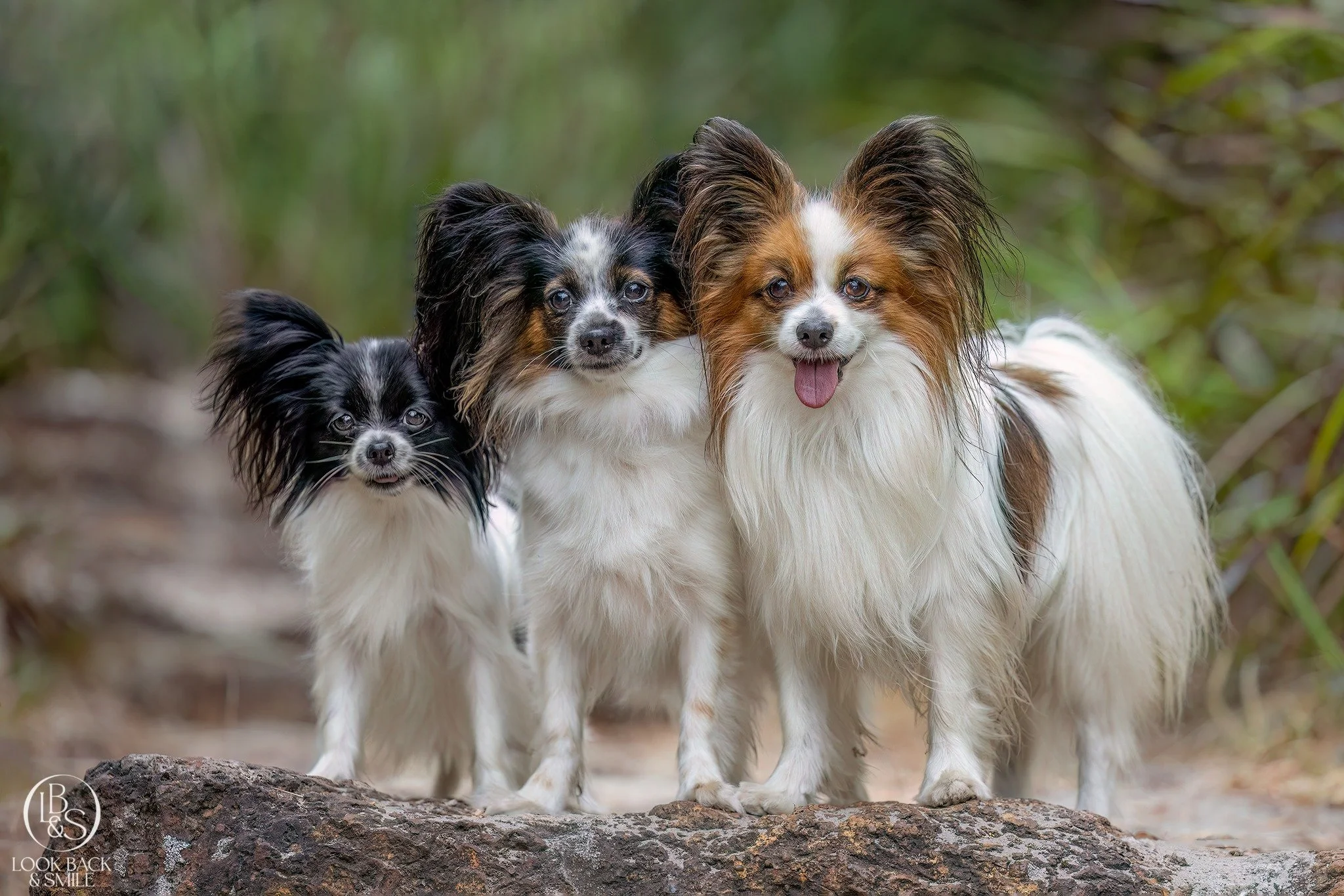 <3  Breed Feature - Papillon <3

The Little Dog With the Butterfly Soul 🦋

At first glance, the Papillon is all elegance.  Their fine-boned, silky coat and unmistakable butterfly ears screams class and sophistication! 

But look a little close