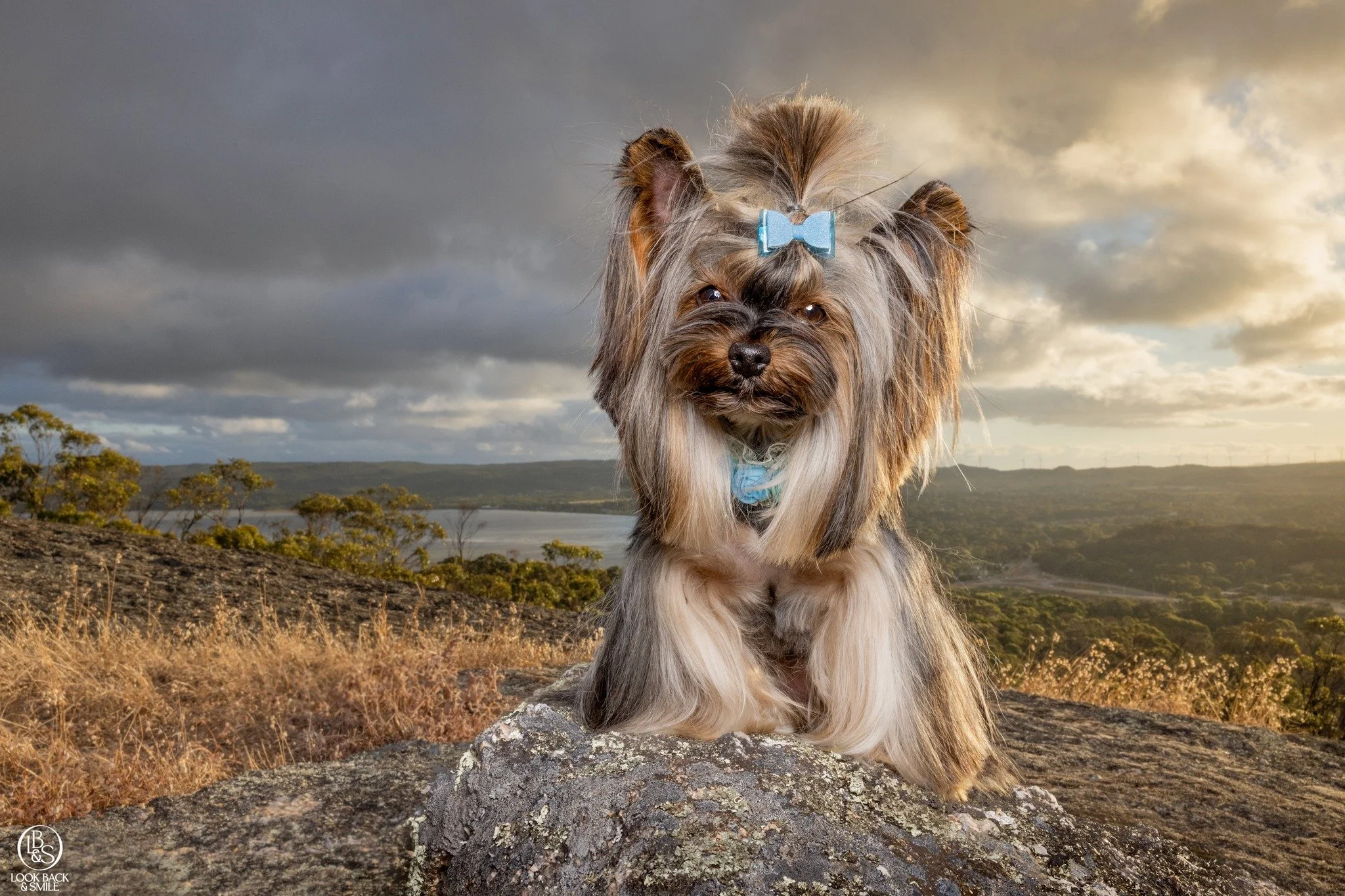 <3  E B O N Y <3

Some of you might recognise this little sweet diva.  She is much loved by her grooming parents Yvette and Felix of @yvettes.barkbowtique.spa 

I did a commercial shoot for Yvette to get some stunning branding images for her bu