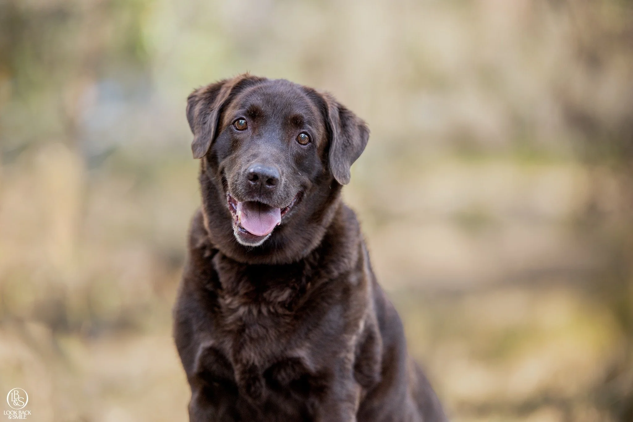 <3  B A I L E Y <3

This sweet soul is a very much a loved member of the Ball family.  She's 12 years young and proved at her shoot, she is still most happy in the water. 

Although her sister, Rosie gives Bailey a hard time sometimes, they sha