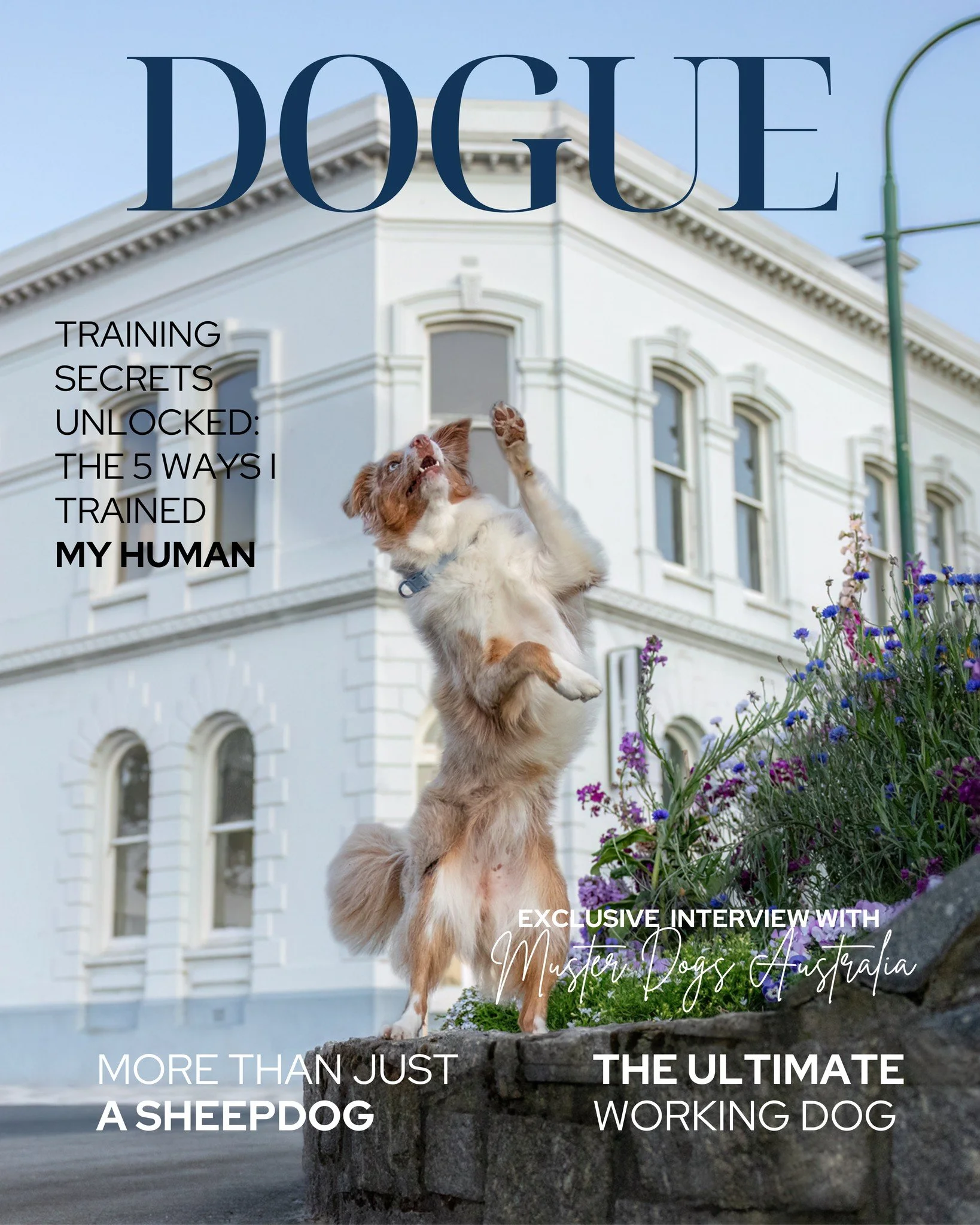 Breed of the Month &ndash; Border Collie <3 

If you know, you know.

The intensity. 
The intelligence. 
The watchful eye. 
The way they always seem to know what you're thinking.

March is for the dogs who don&rsquo;t just exist in the world &mdas