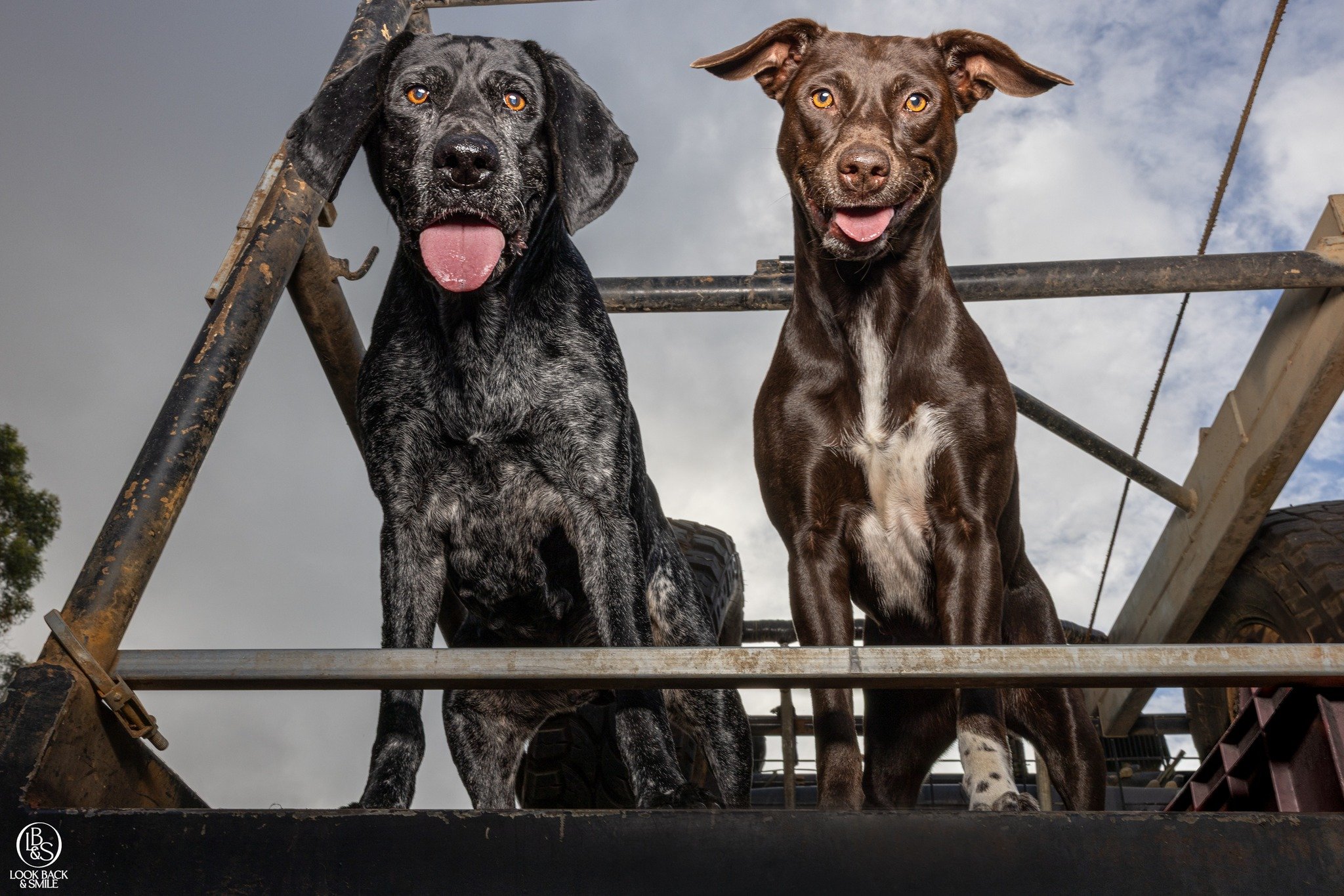 <3  Bella &amp; Mia <3

These two sweet girls are mother and daughter, and are very much loved by the owners of Paul&rsquo;s Pet Foods here in Albany.

Bella is an older GSP and Mia is her daughter, a GSP x Kelpie. 

This shoot was a very speci