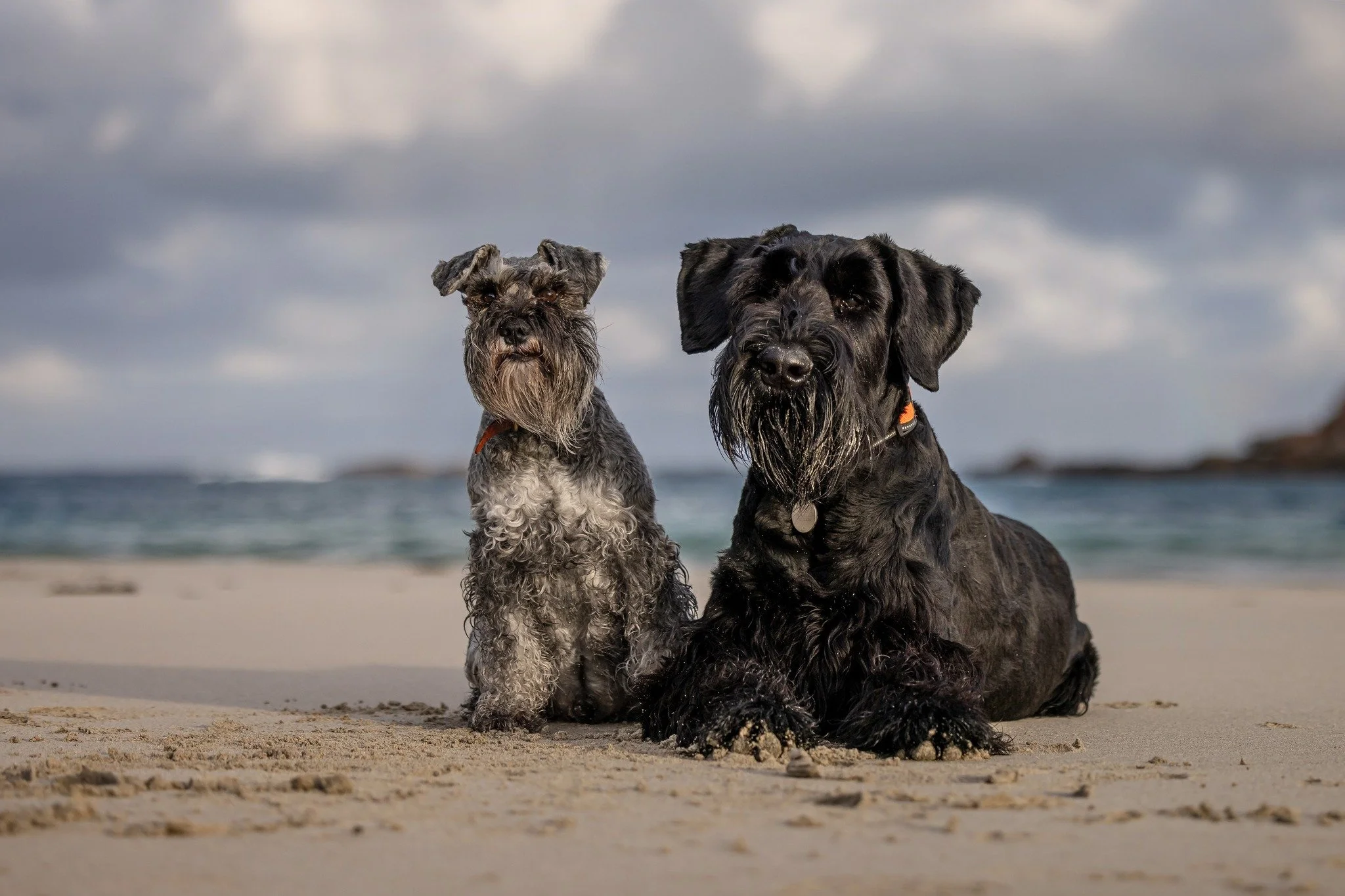 <3 Spoilt  Twats <3

Yep, these two live the absolute life of luxury. 

They have never slept a night "in the wild" and when I say "wild" I mean "outside".

They&rsquo;re fed nourishing food twice a day. They share