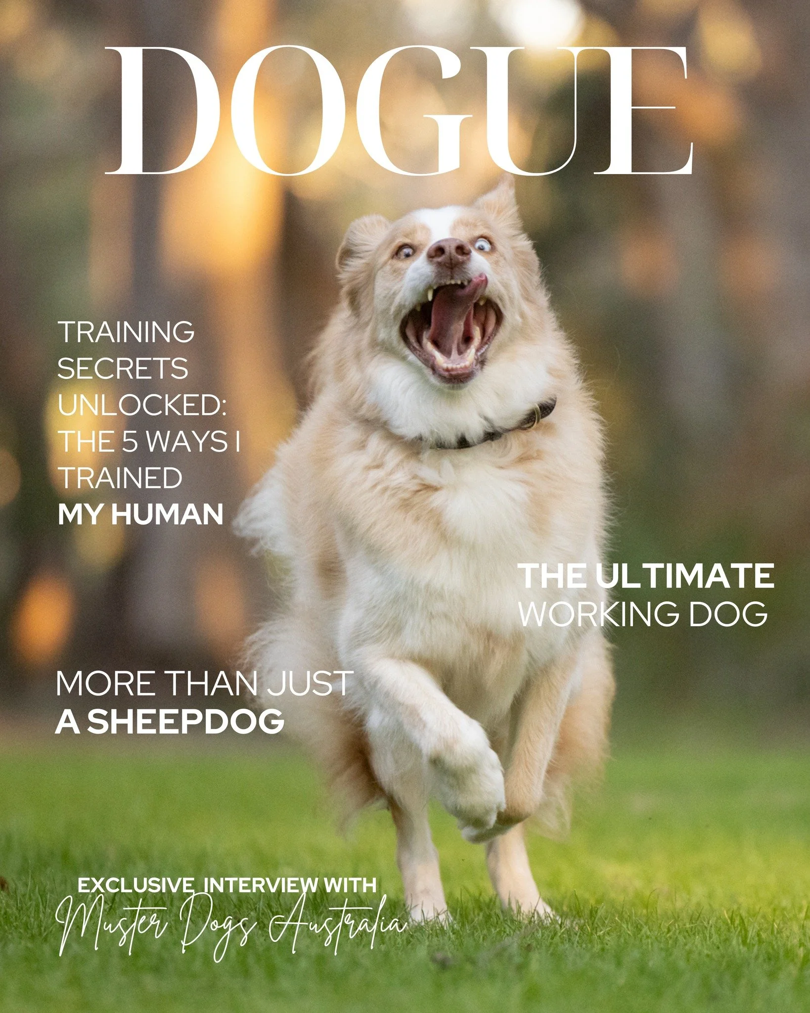 Breed of the Month &ndash; Border Collie <3 

If you know, you know.

The intensity. 
The intelligence. 
The watchful eye. 
The way they always seem to know what you're thinking.

March is for the dogs who don&rsquo;t just exist in the world &mdas