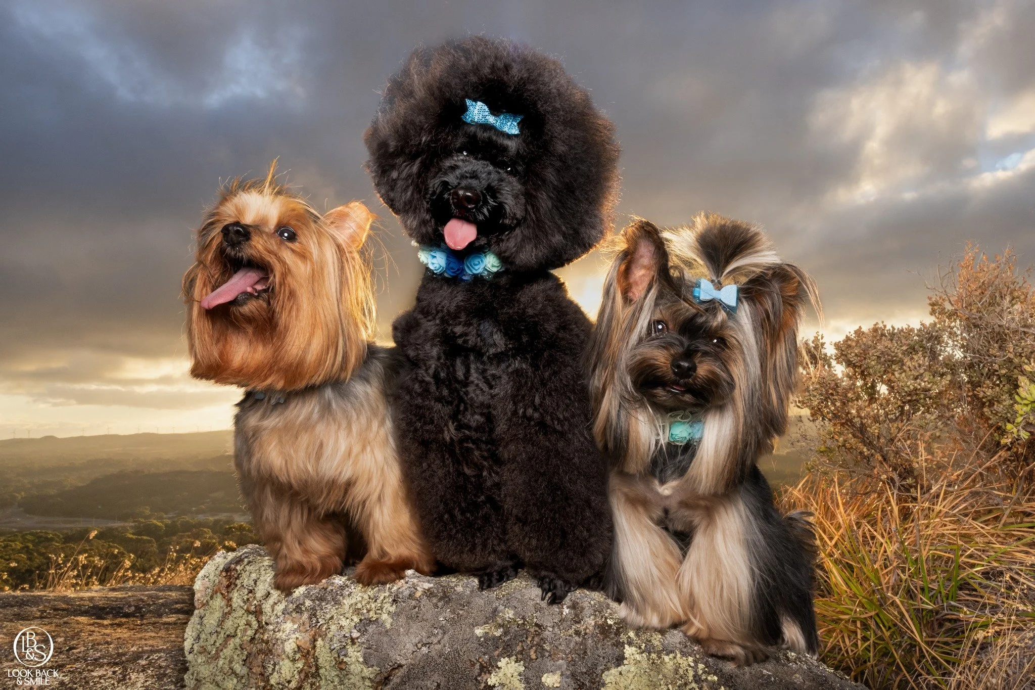 <3  Barkbowtique Girls <3 

We can't wait to print this one on a LARGE framed Metal for Yvette of Barkbowtique Spa. 

How cute are this trio?