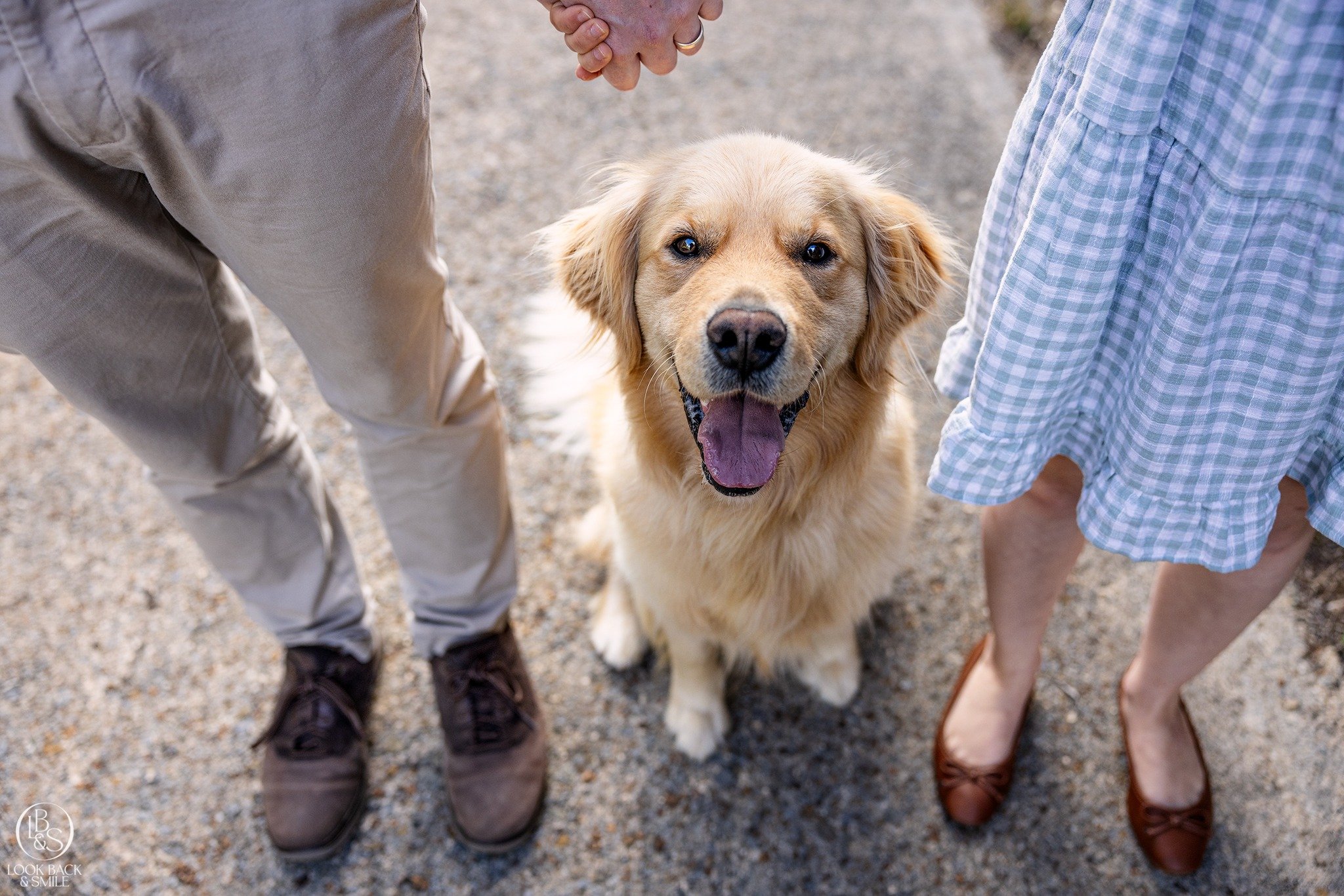 Got a Golden Retriever?

April is your month! 

Golden Retriever will be our breed of the month, so if you have one and you'd love a shoot with your smiling baybee, keep an eye out for our Breed of the Month deal for April. <3