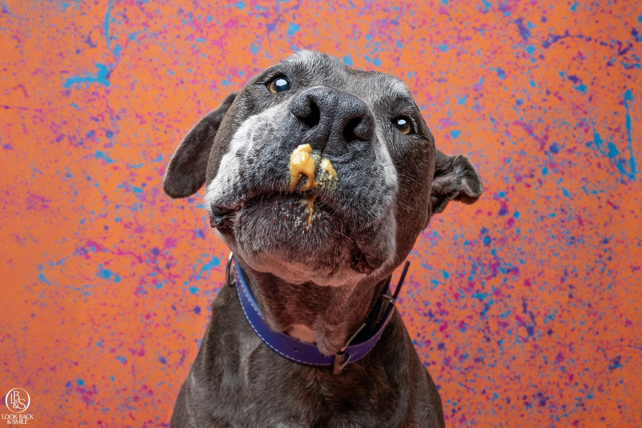 Dog Not a Foodie?  It can make training using treats more difficult.

Covered in a recent blog, is how to increase the value of food for your dog. 

I know some of you are new to this space, and I know some of you loyal followers may not have seen th