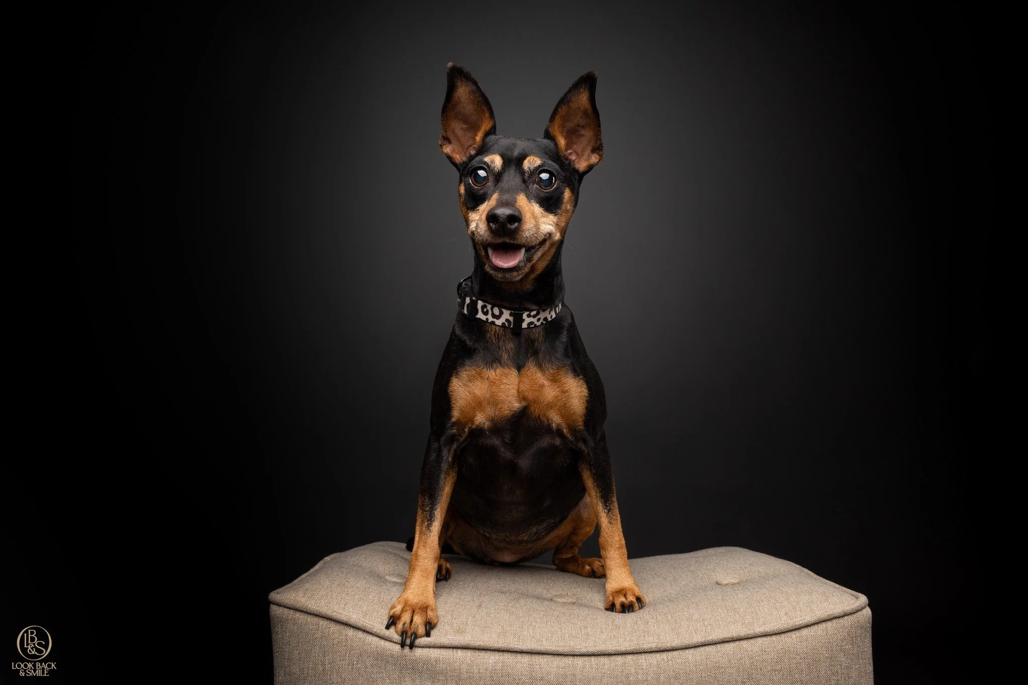 <3  Ivy <3

This is the second time I've had this little pocket rocket in front of my lens.  Ivy is pint sized, but FULL of big personality.  She is adored by her human, Bonnie.  Once she trusts you, she shows you her fun side and loves to play