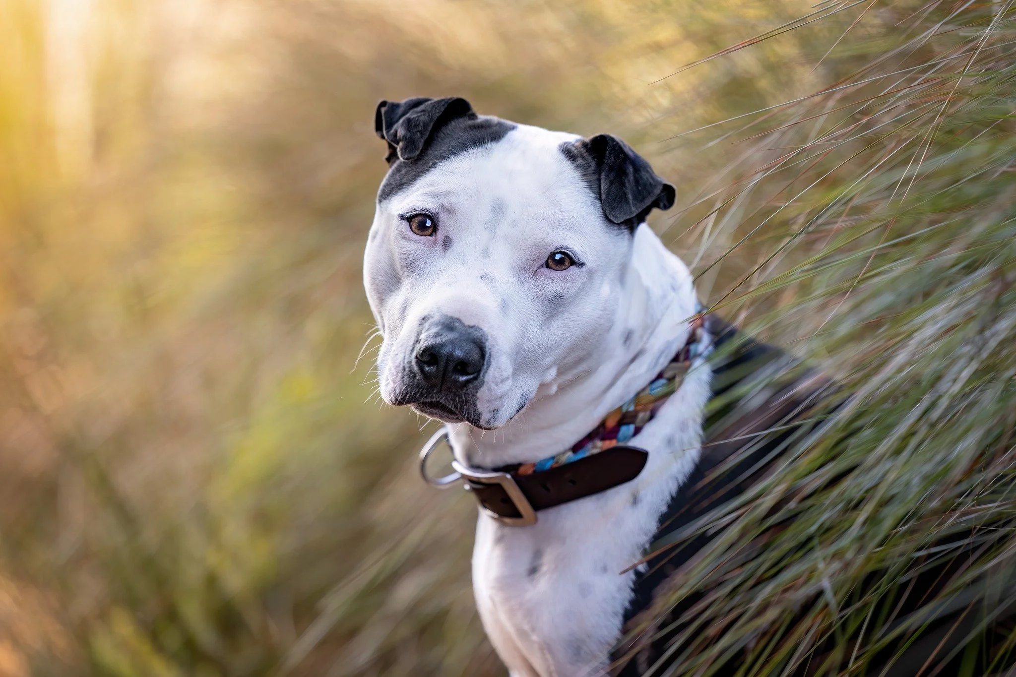 Need a New Collar for your Shoot?

We recommend a clean, or new collar for your photo shoot. 

Did you know you can get get a discount from our friends at @native_collars 

LB&amp;S clients get a 20% discount on their purchases of hand-made custom co