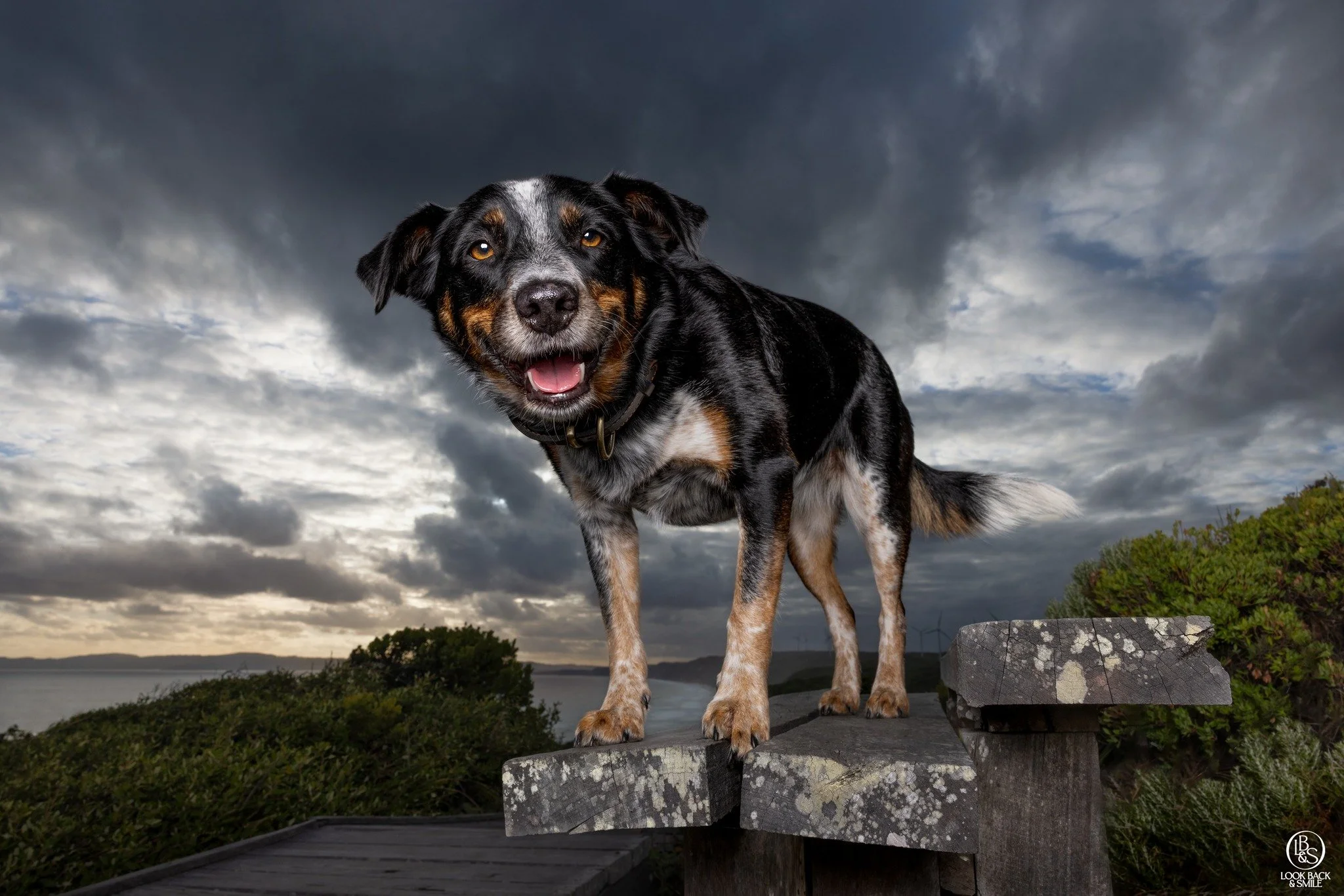 Rescue Fundraising

After much deliberation and taking on board feedback received, it is decided we won't be running our usual calendar fundraiser for rescue this year after all. 

However, we will still be running a few different promotions that wil