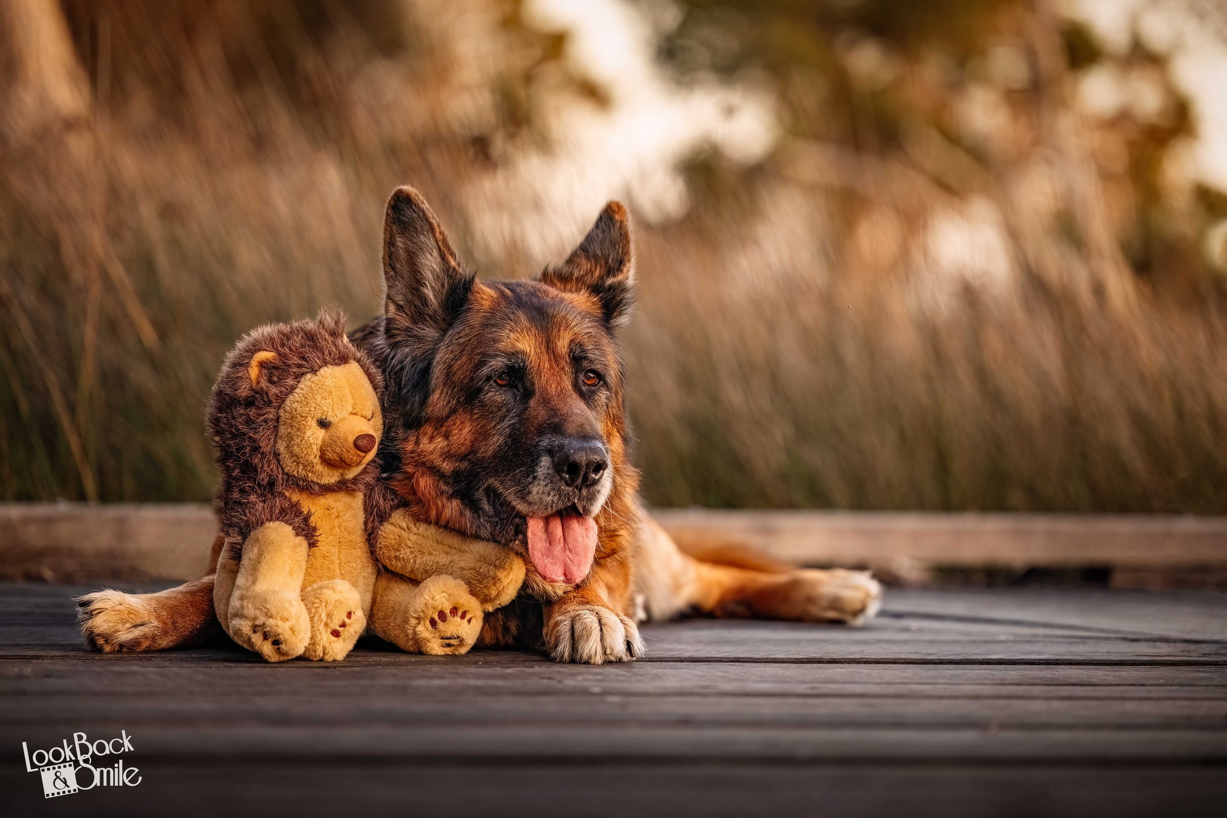 You Don’t Need a “Well-Behaved” Dog to Have Beautiful Photos