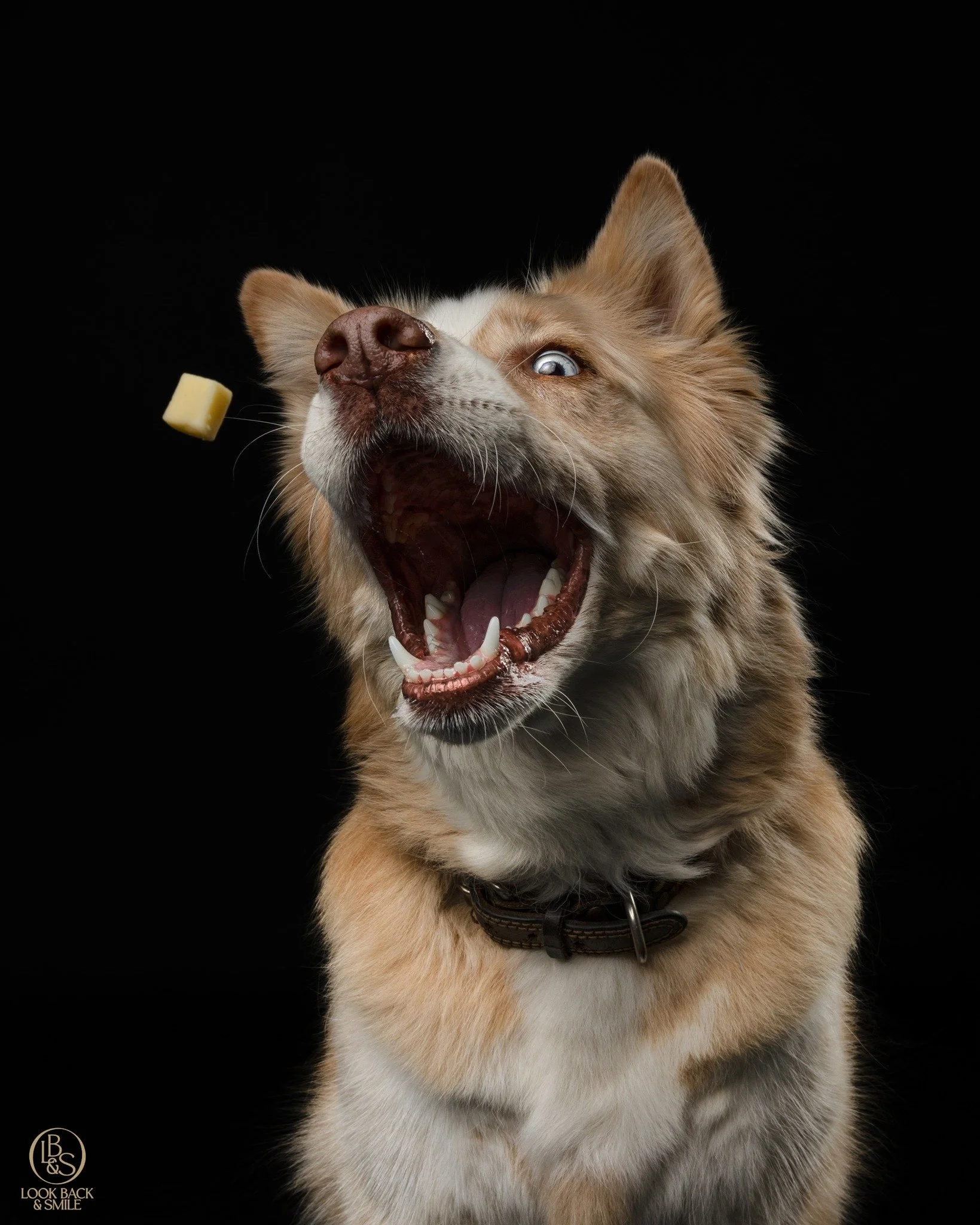 Miss Pheonix

When Pheonix visits the studio you just know you're going to have a great time! :-) 

This sweet girl got her Jumping Champion Title this year, so to celebrate, she came in to have a studio shoot!

I'm pretty sure she thought the gig wa