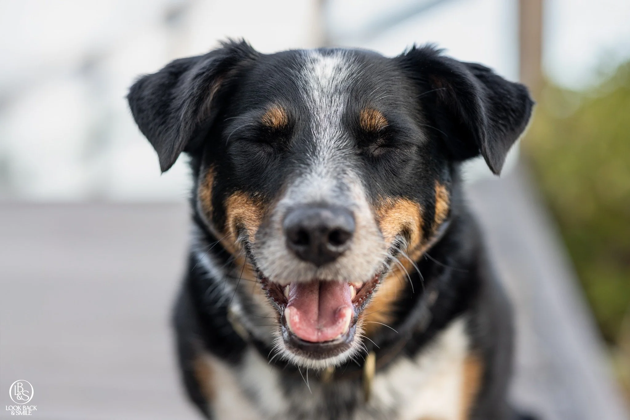 "Rise and Shine, you've had your time".

This particular phrase was a Leslie Earl (My Dad) favourite.  We would come to hear that saying a lot as teenagers. 

He would then say to me, "I see that dog spent the night on the bed again! 
