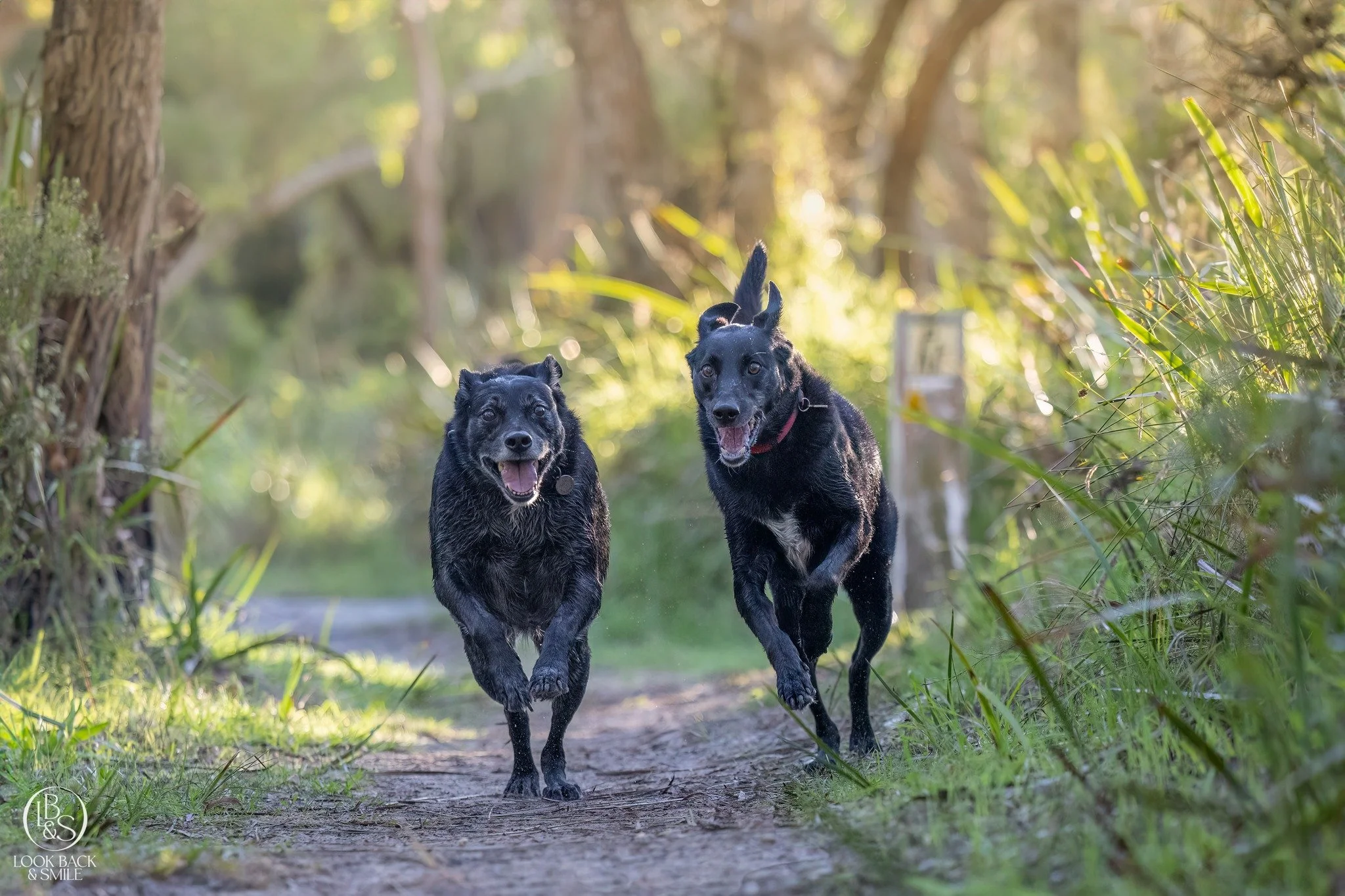 Who was worried I wouldn't be able to get a good image of your dog at our session?

Ok, confession time...... I hear this a lot at the end of our sessions.

"Oh, I thought she'd be so naughty, you wouldn't get anything, but she did really well&q