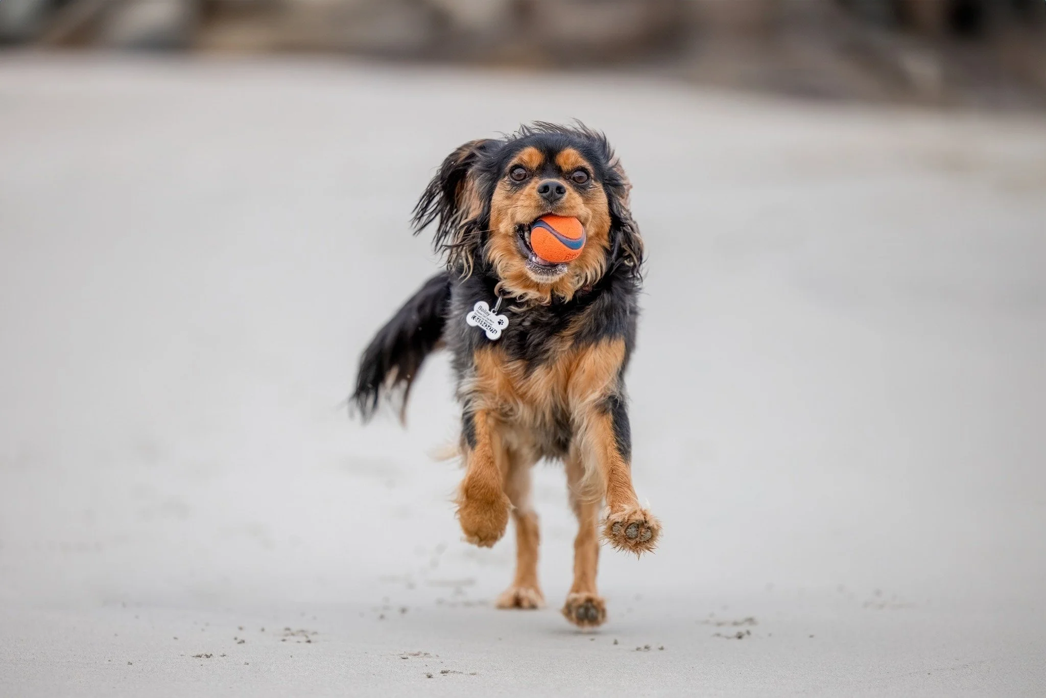 Why A Photo shoot Now?

Well, maybe your dog is getting older.

Maybe you or a family member have a special birthday coming up.

Maybe this is what YOU want for "Mother's Day" as a "Dog Mum" this year.

OR, maybe you're just a &qu