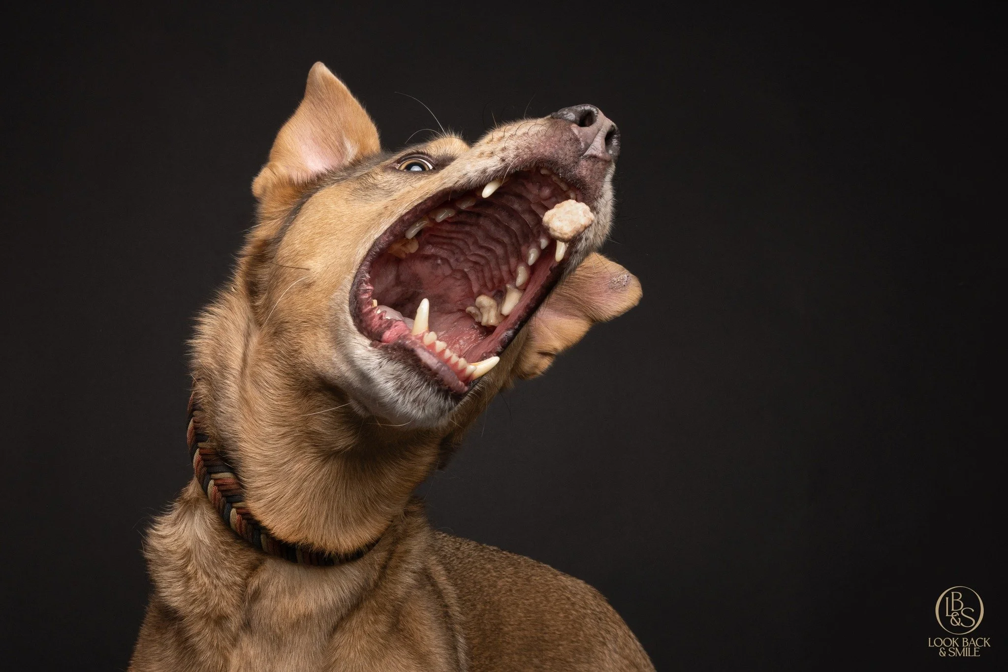 Got a treat catcher?

Our studio is waiting for you and your treat catching dog! 

DM "Treats" for more information